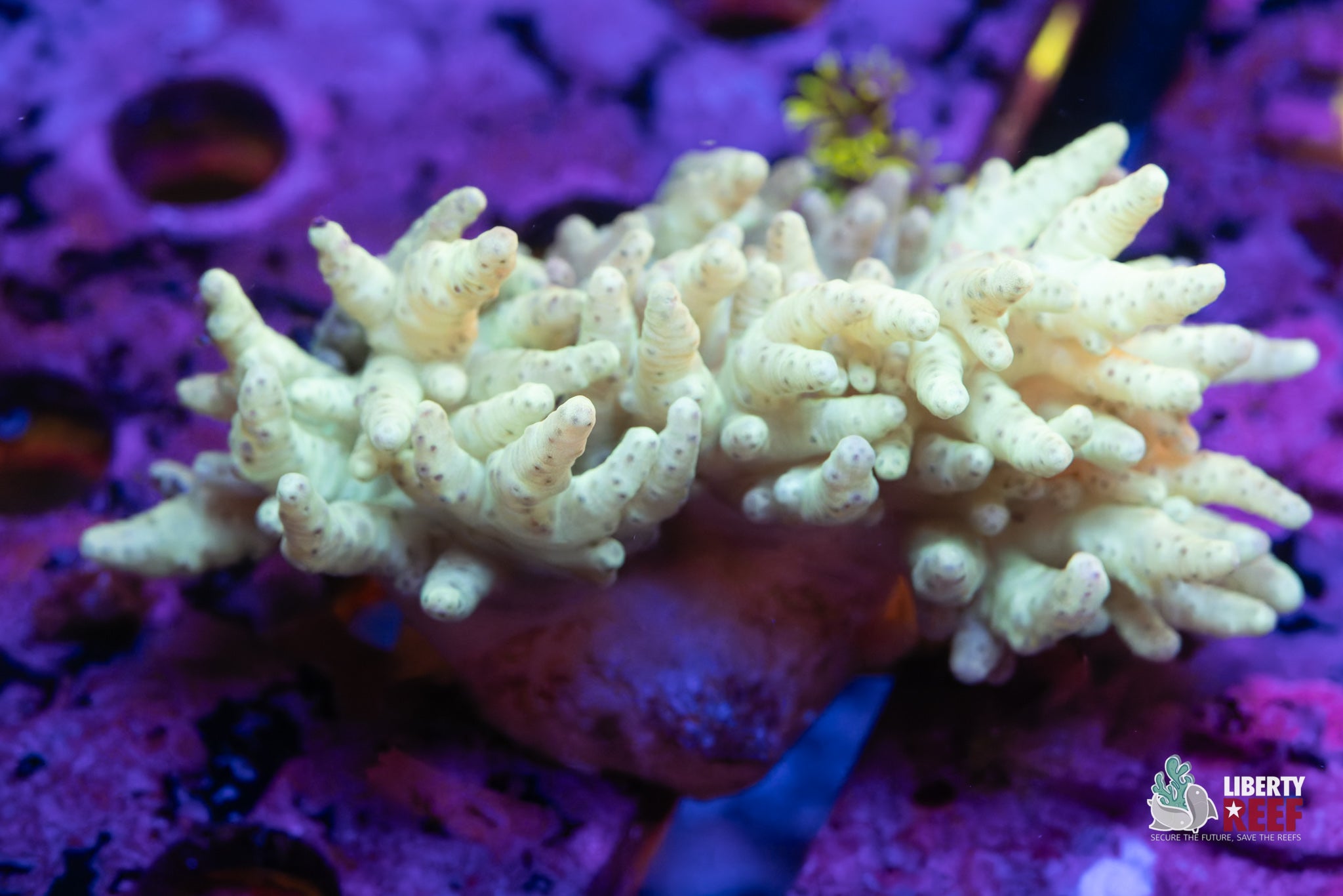 10/31 Online Auction