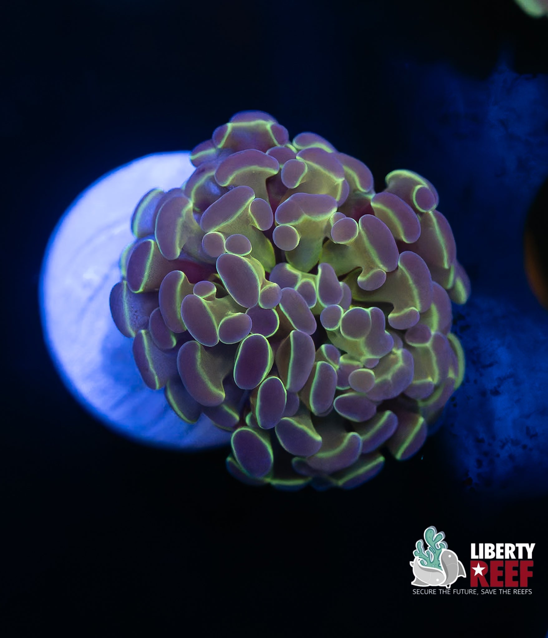 Hologram Hammer