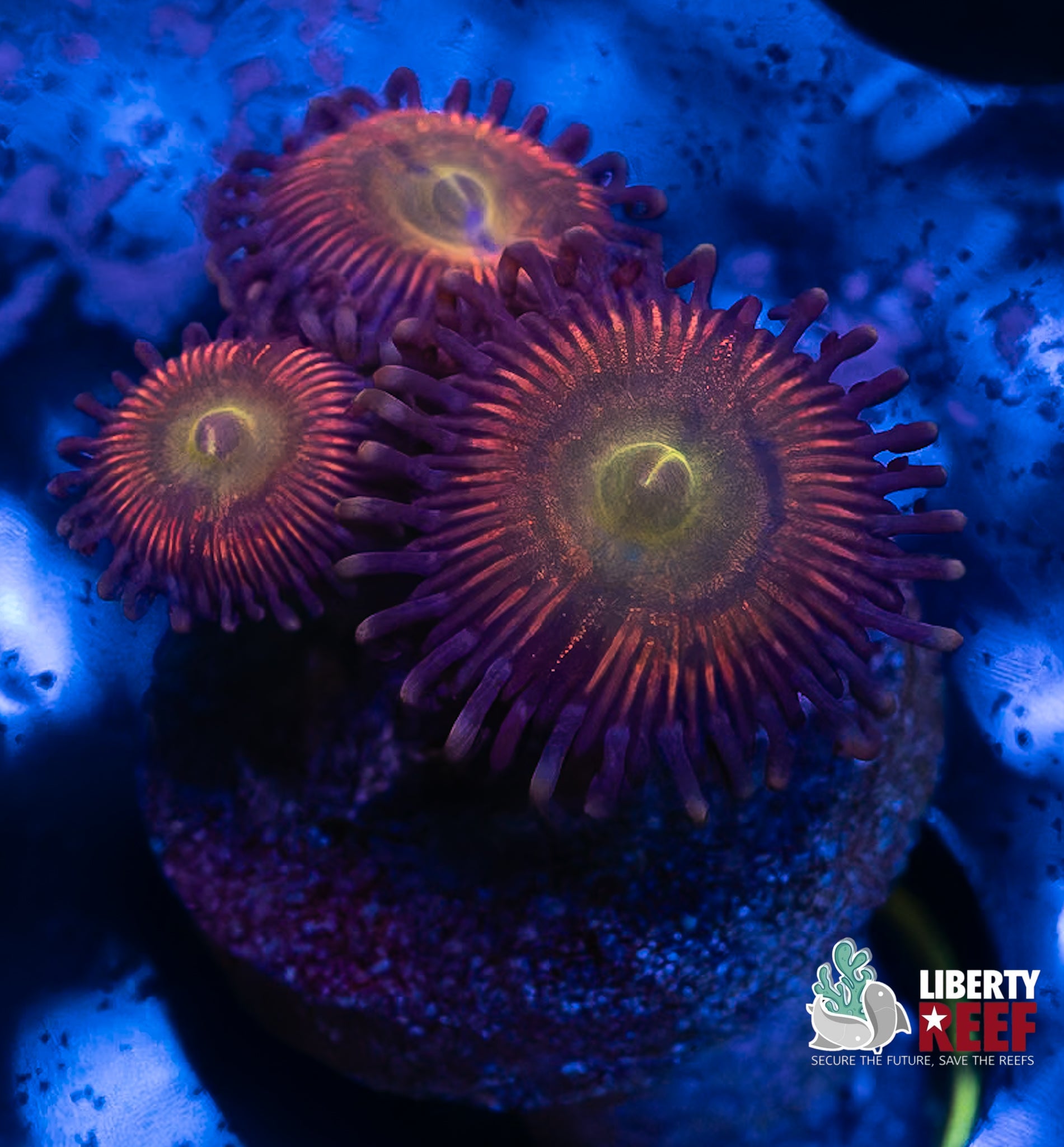 Candy Apple Green Zoas