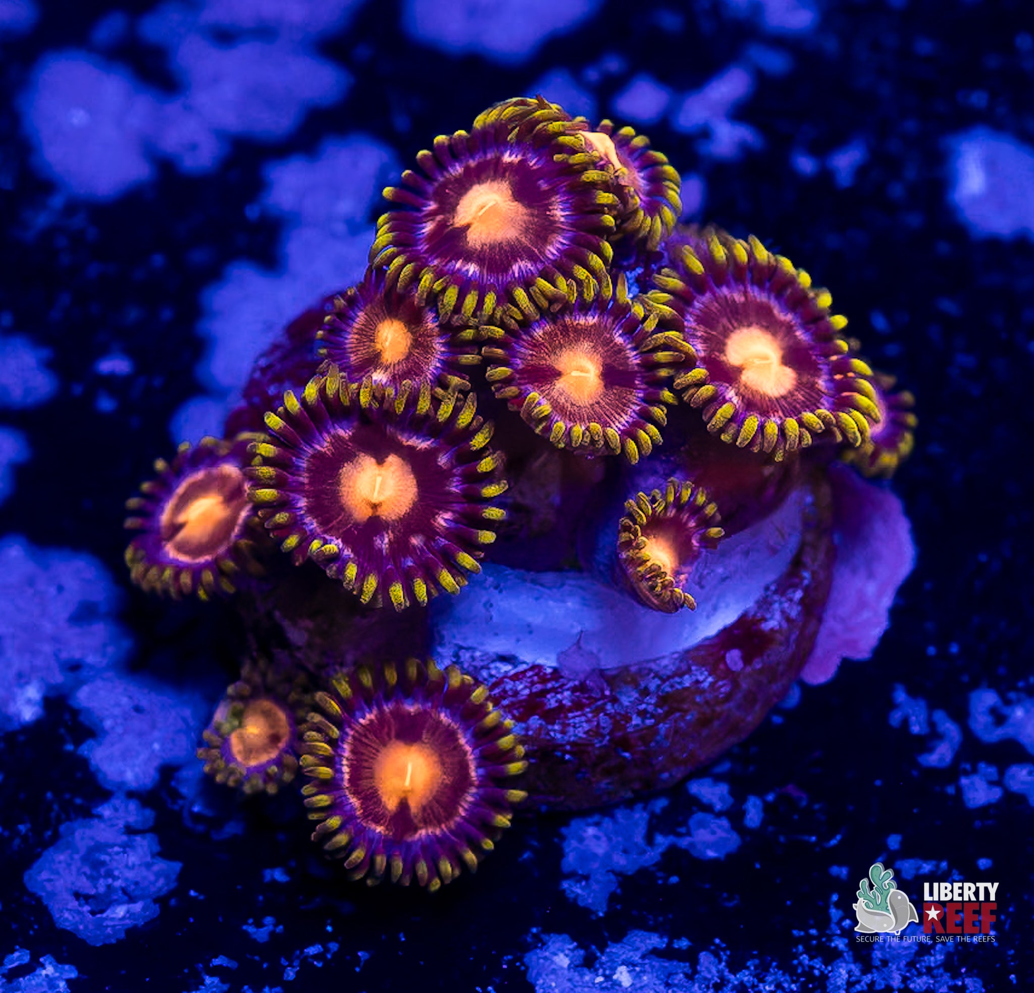 10/31 Online Auction