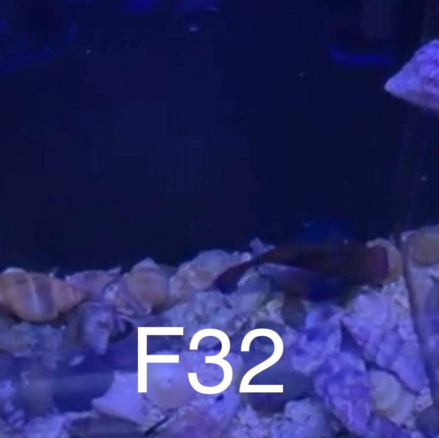 Facebook Live Auctioning