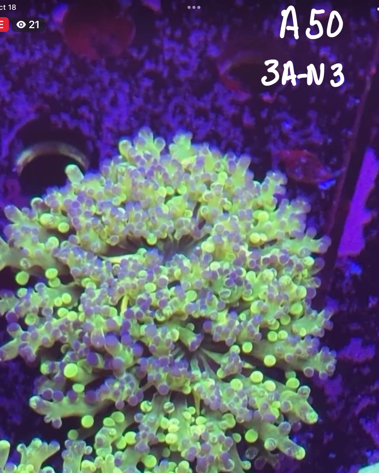 Dan Herts 10/18 Facebook Live Auction