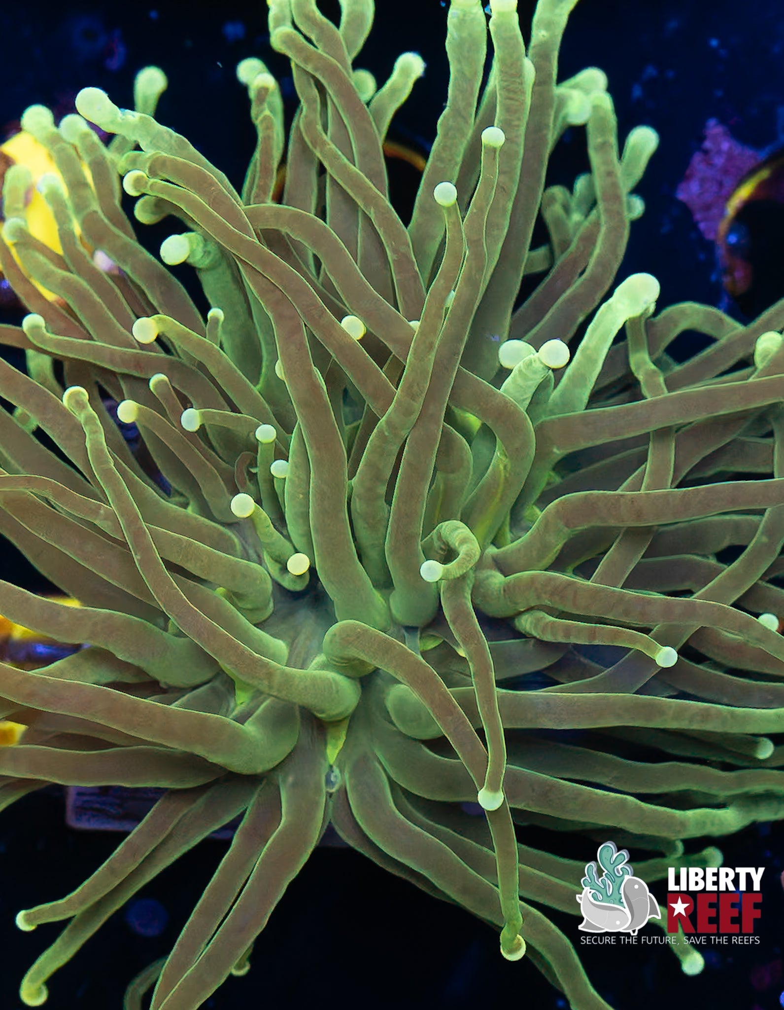 Malaysian Lemon Lime Torch