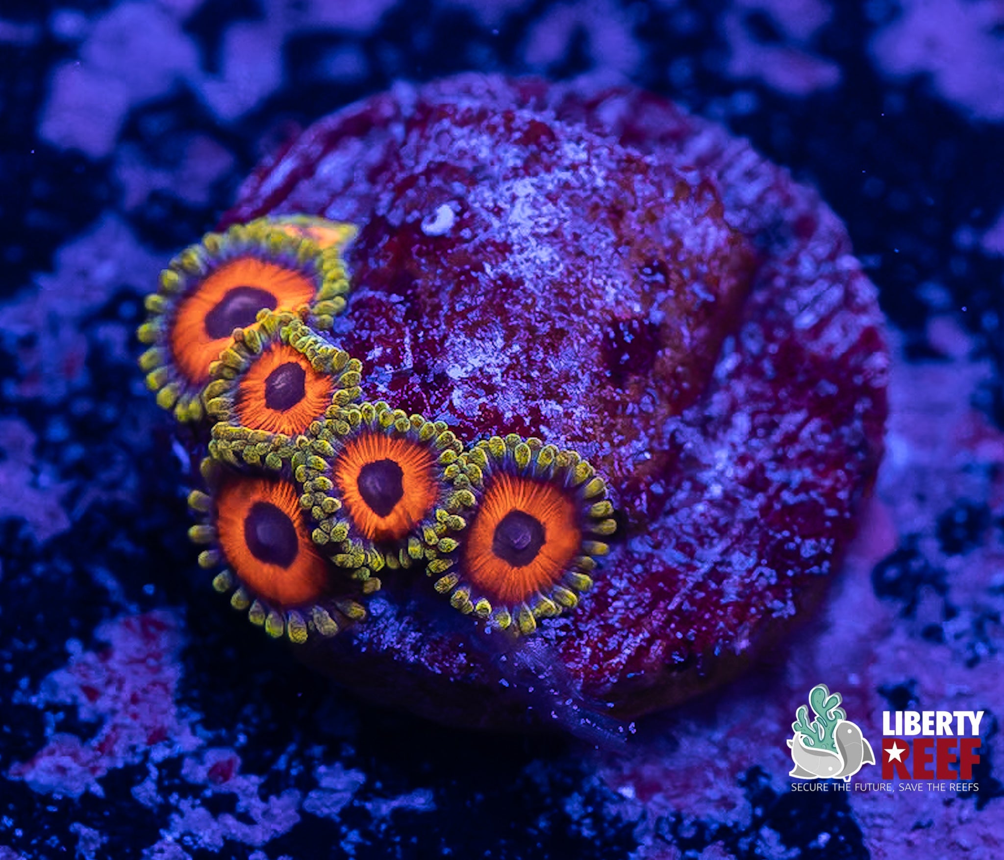 Jungle Juice Zoas