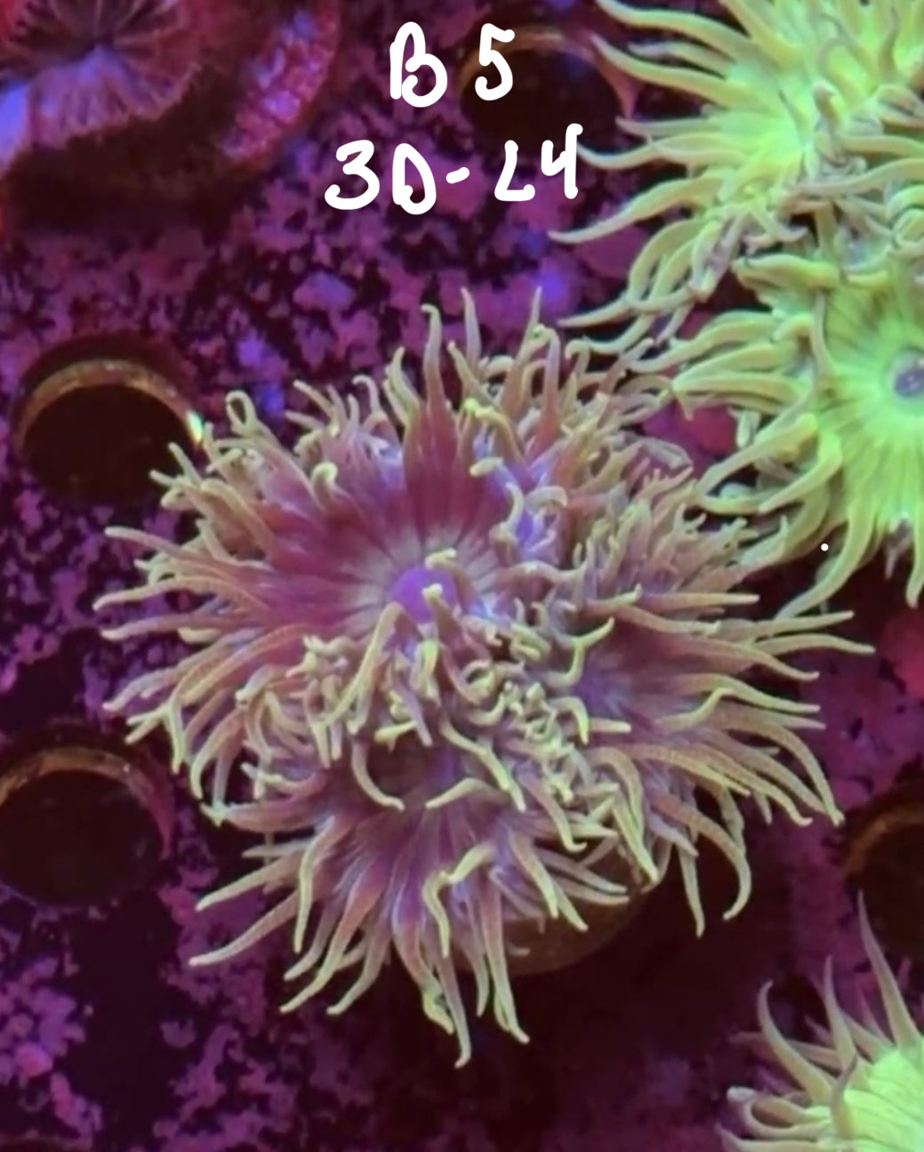 Karen Ritner 10/25 Facebook Live Auction