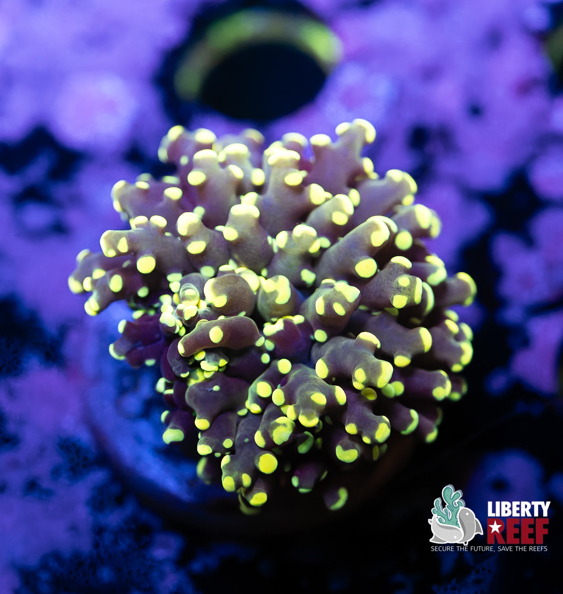 Electric Tip Frogspawn