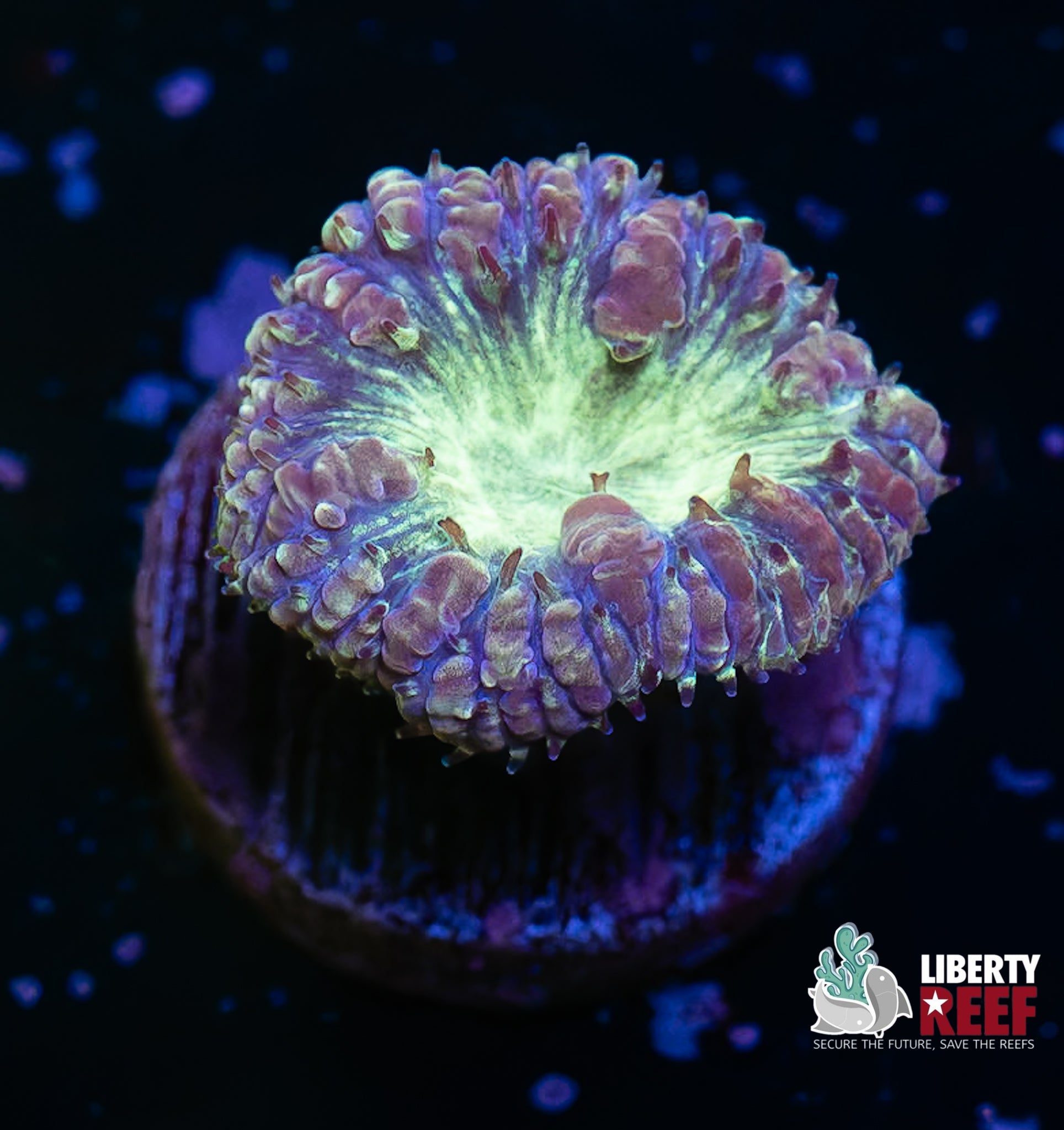 Purple Raven Blasto