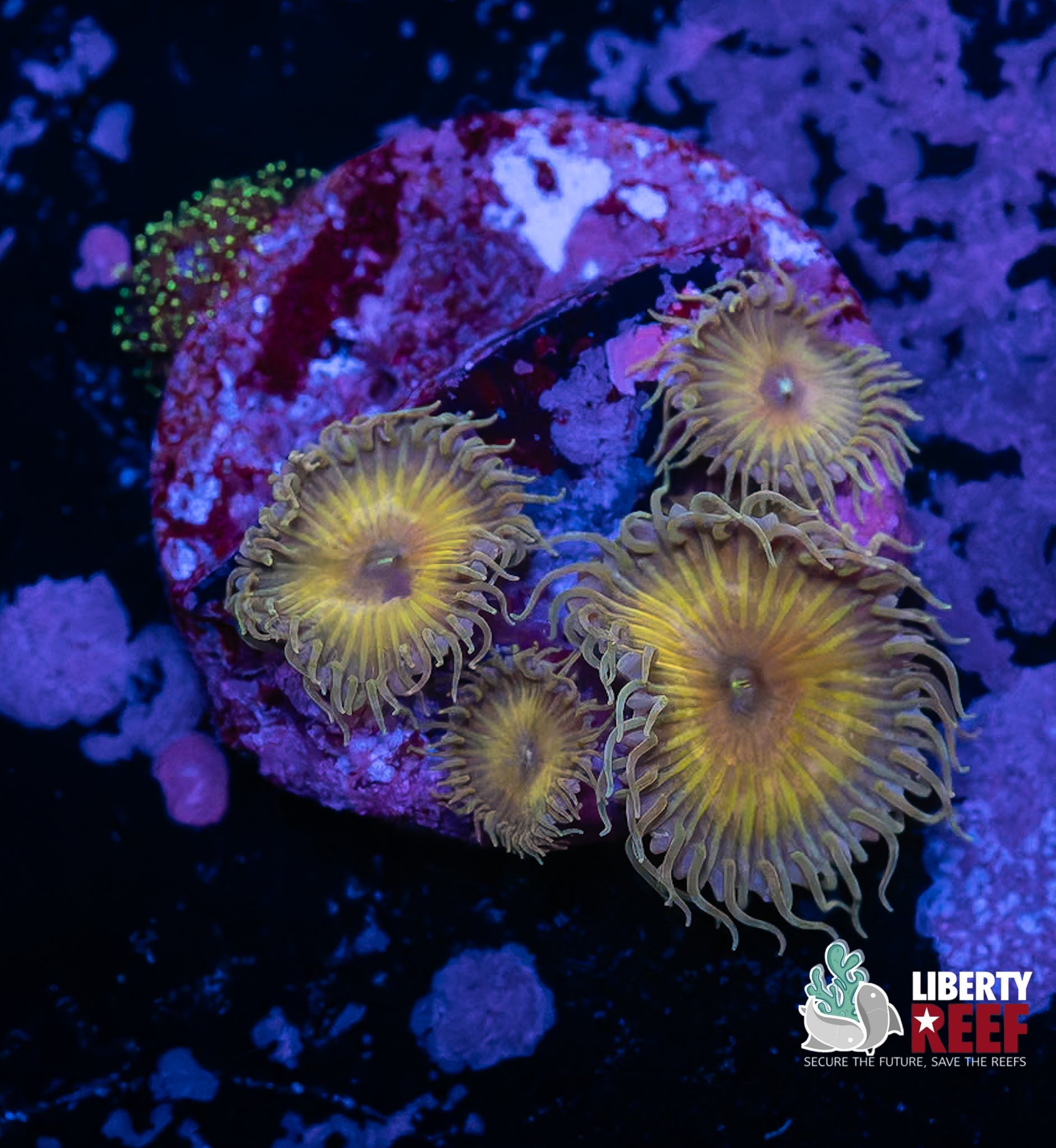 Captain Jerk Zoas