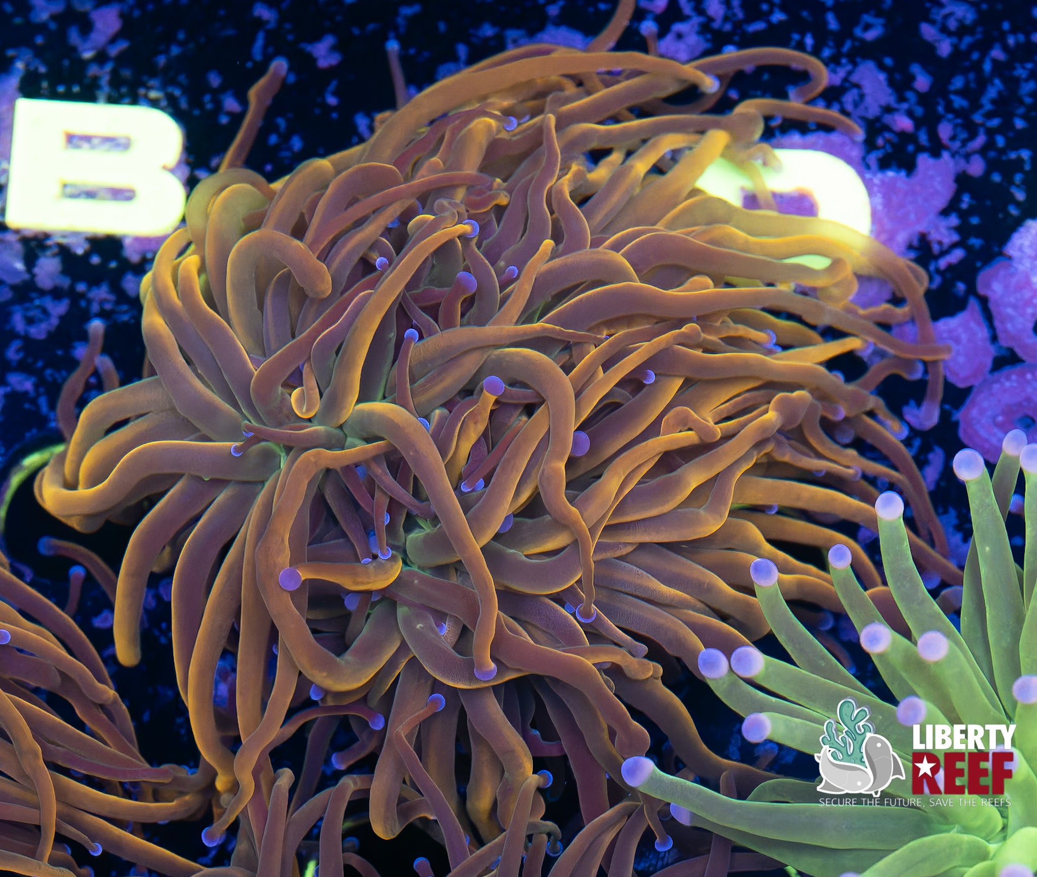 Double Dragon Tamer Torch