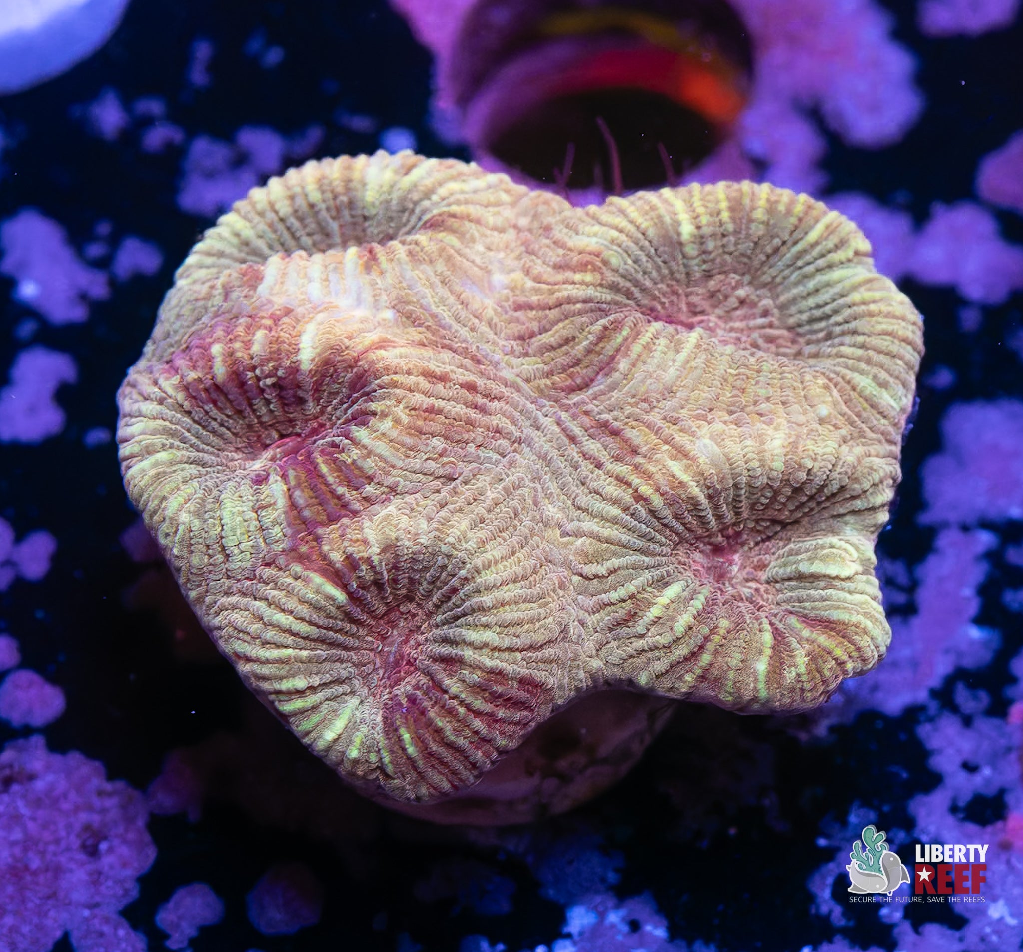 10/31 Online Auction