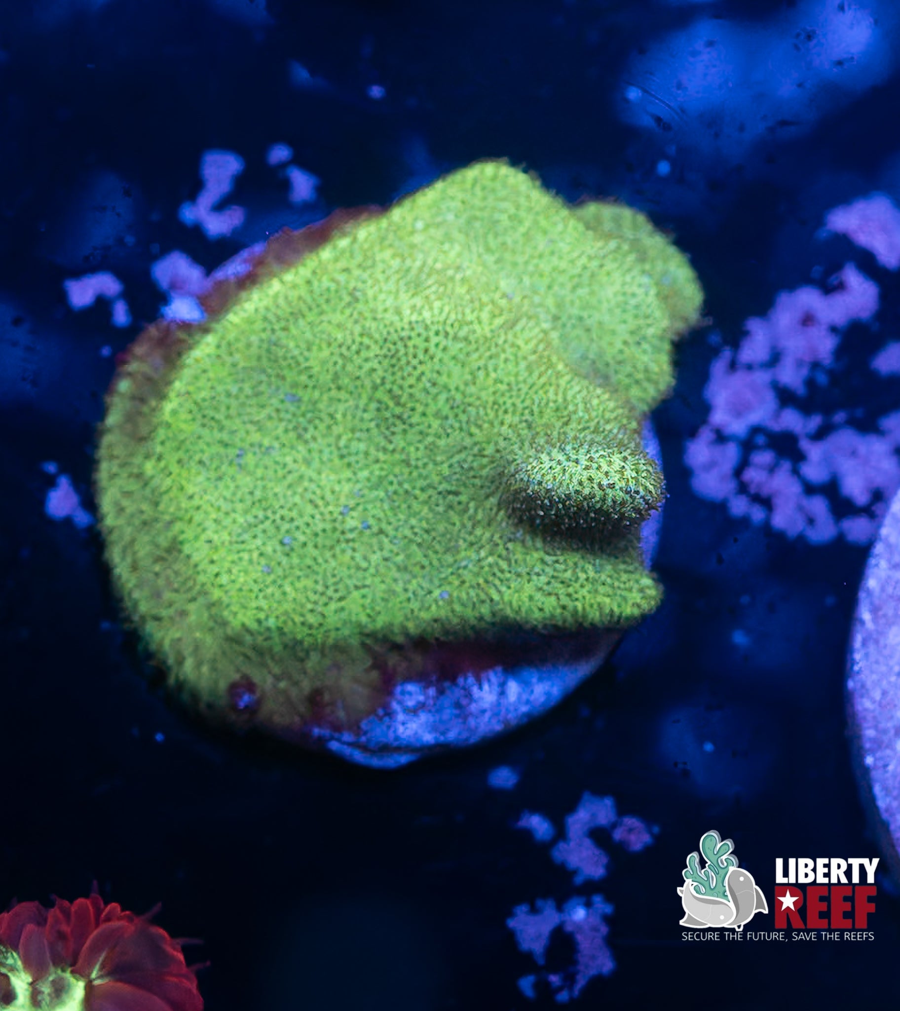 Green Psammacora