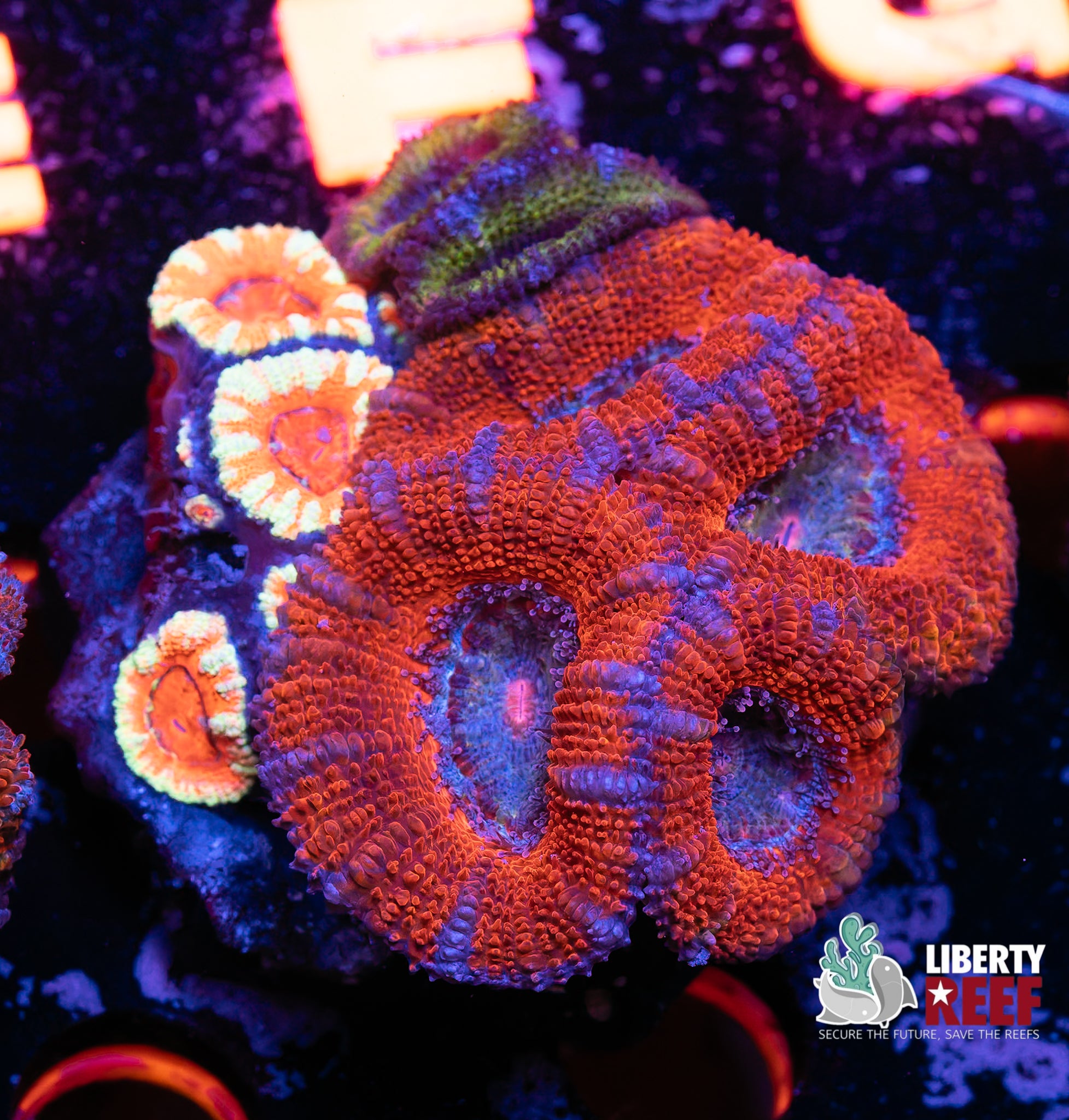 Ultra Acan Garden