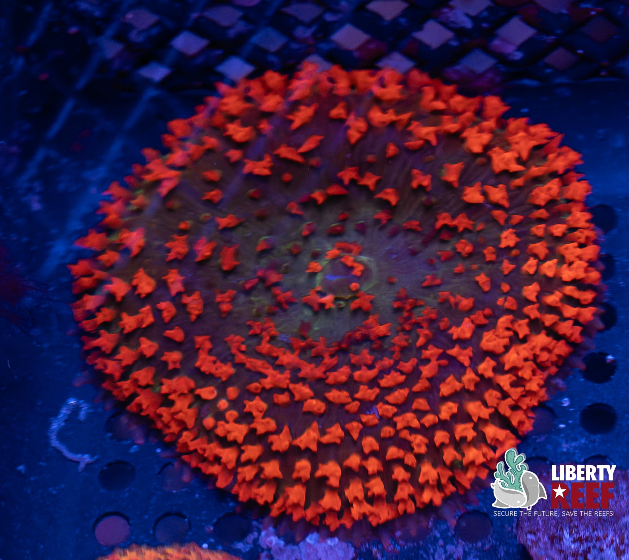 Incredible Ruby Red St. Thomas Mushroom