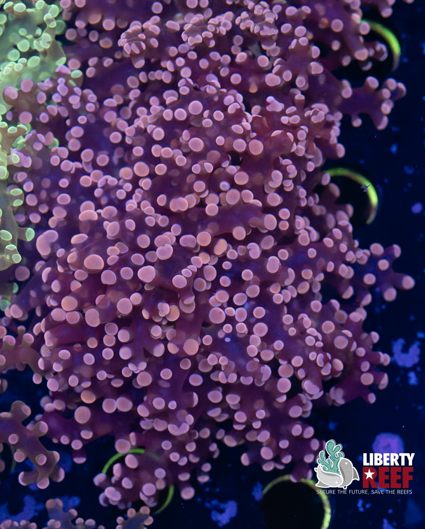 Double Pink Frogspawn
