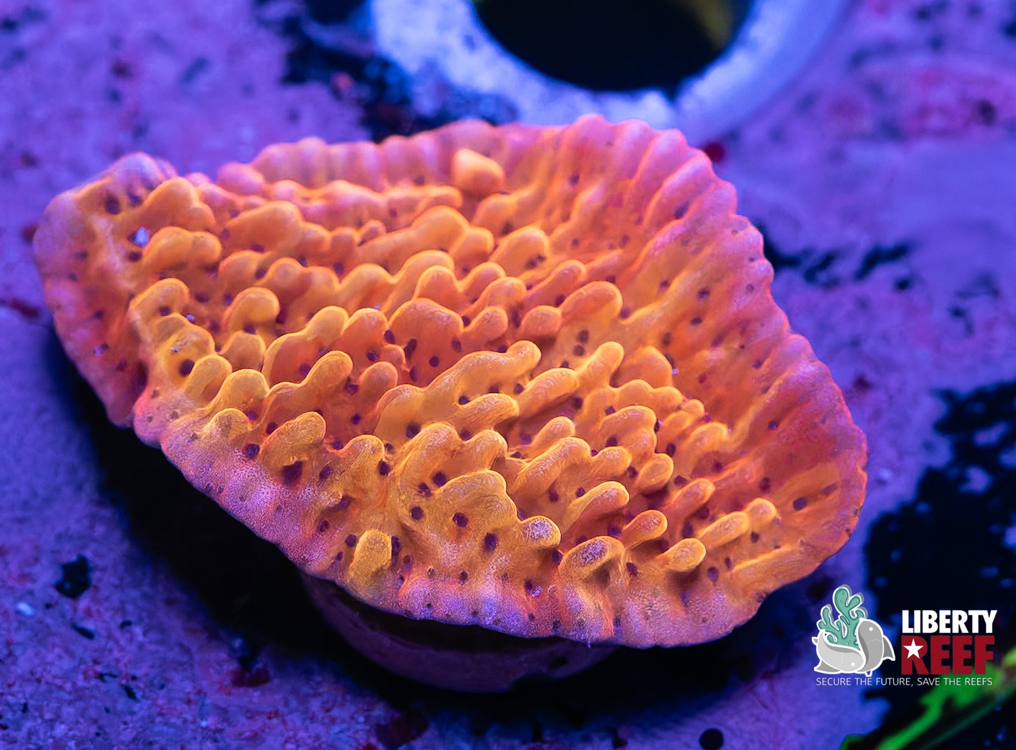 Red Montipora Cap