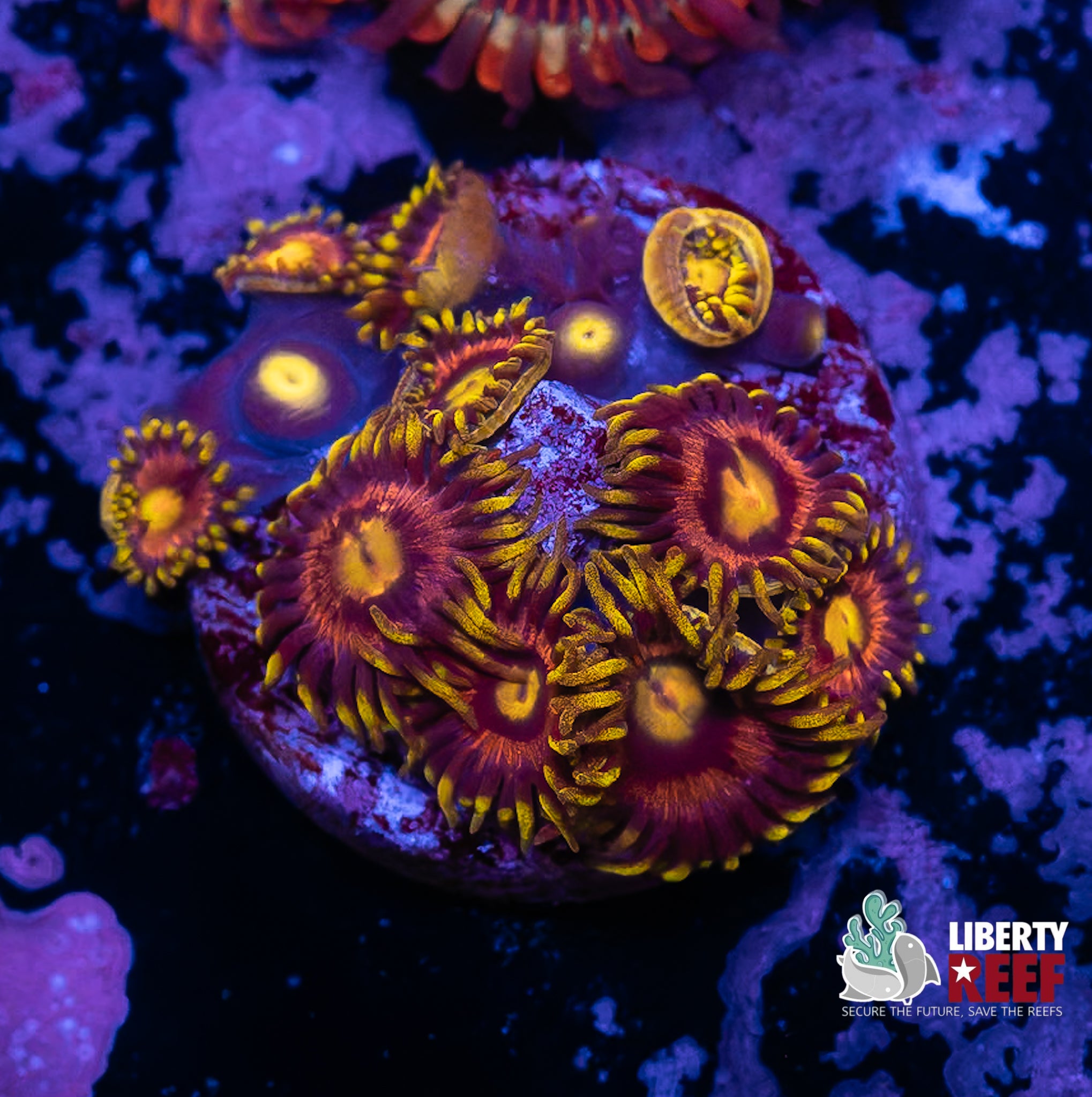 Laser Lemon Zoas