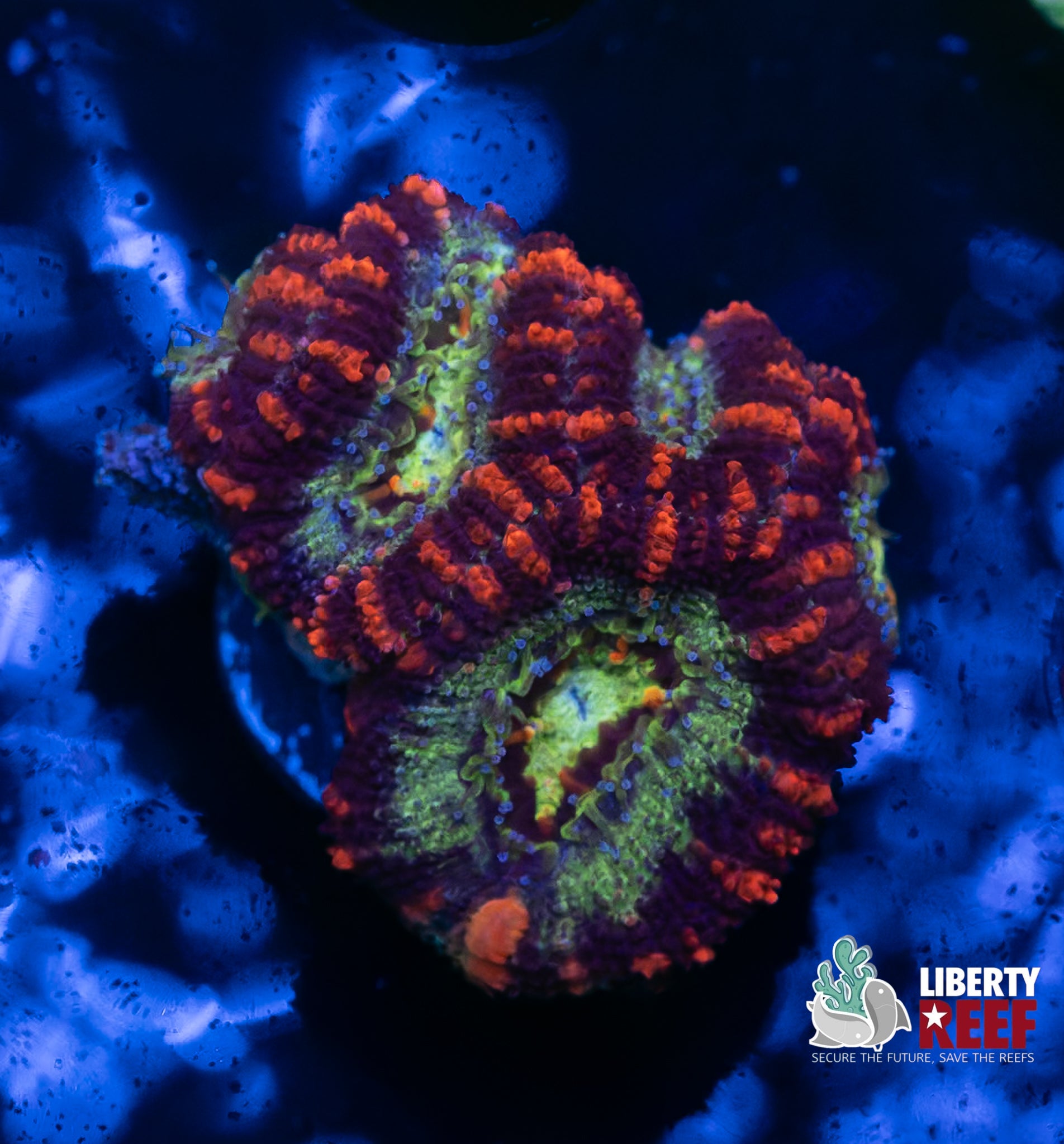 Insane Ultra Acan