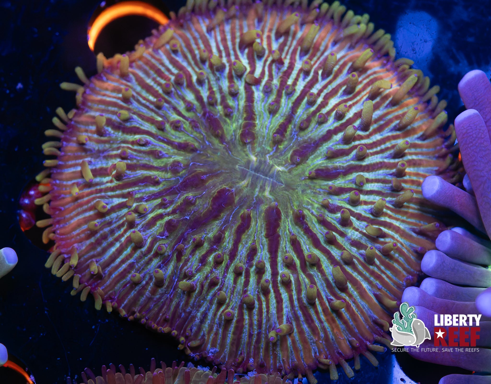 Incredible Rainbow Color Shift Plate Coral