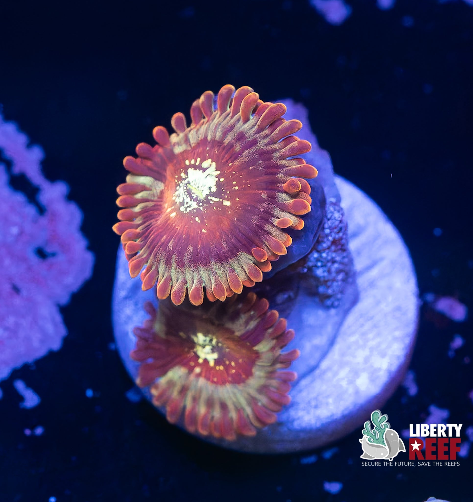Salted Agave Zoas