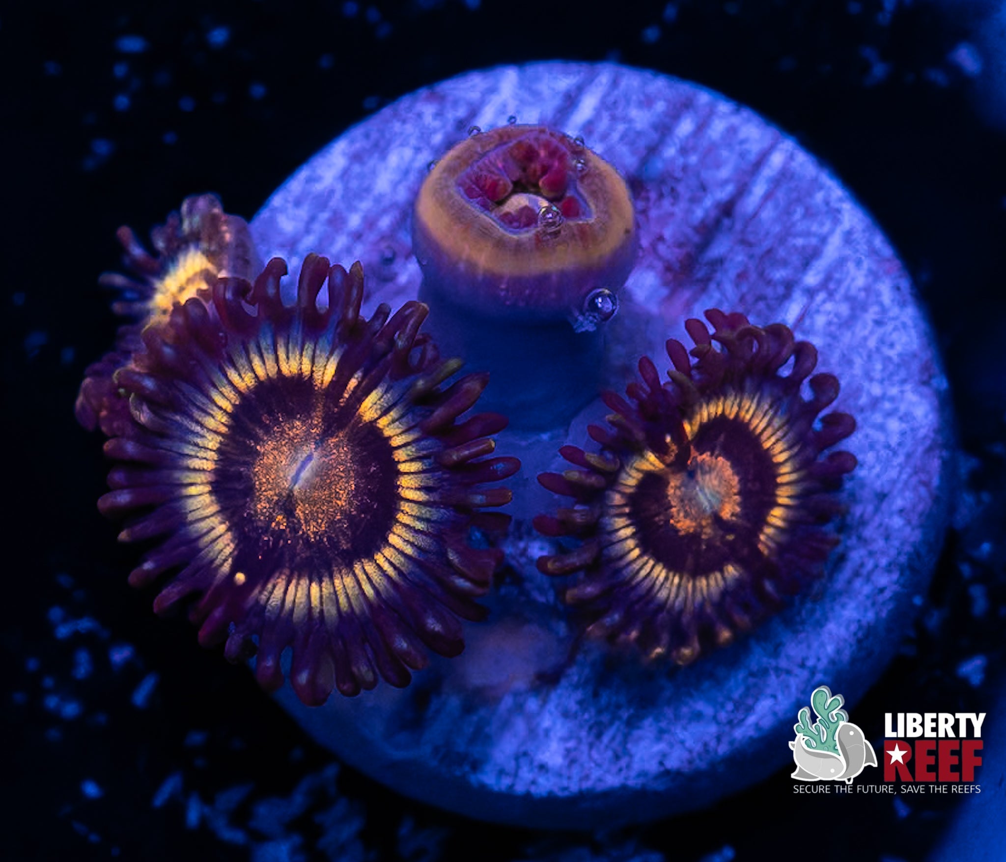OG Petroglyph Zoas