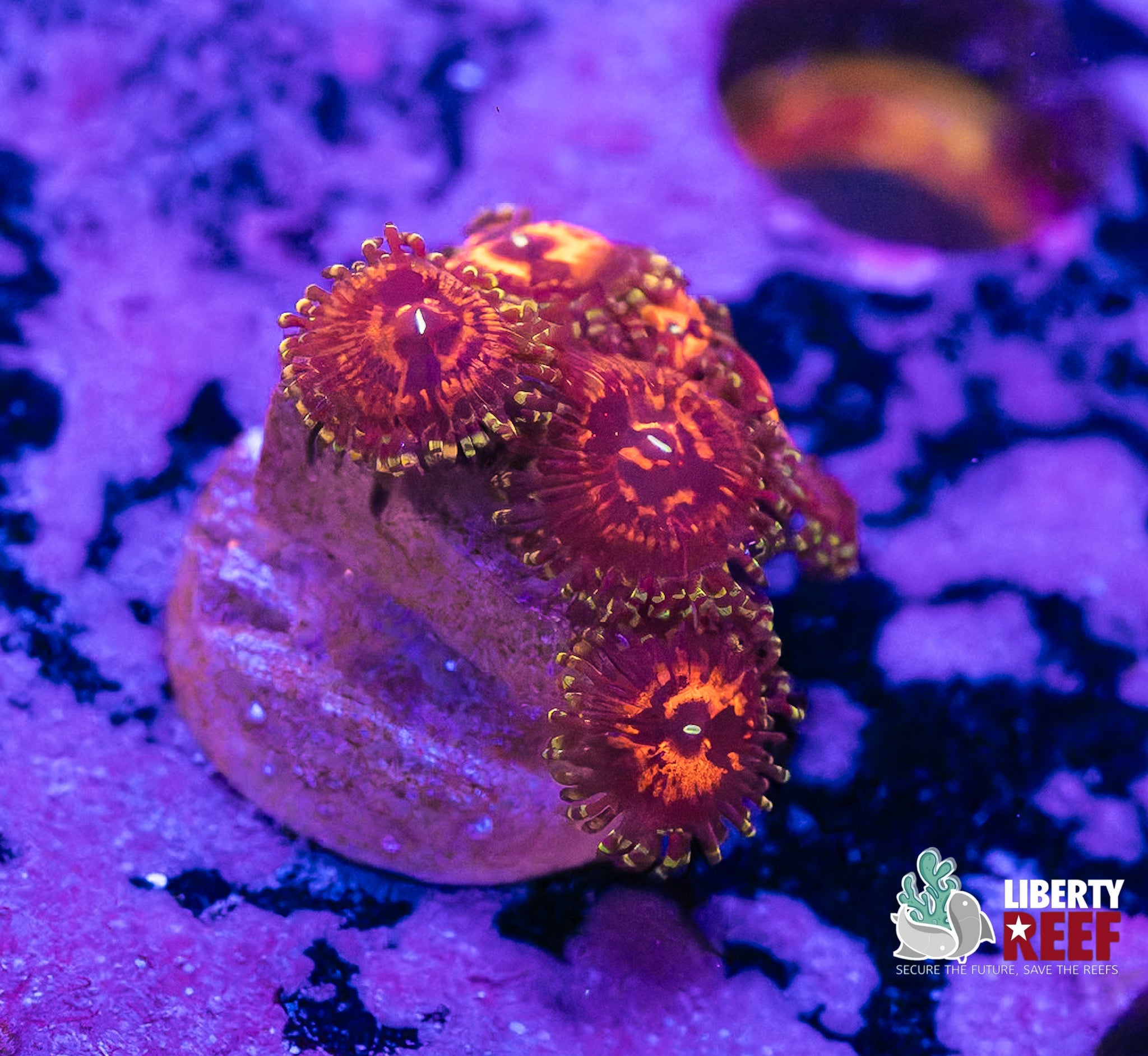 Reverse Hallucinations Zoas