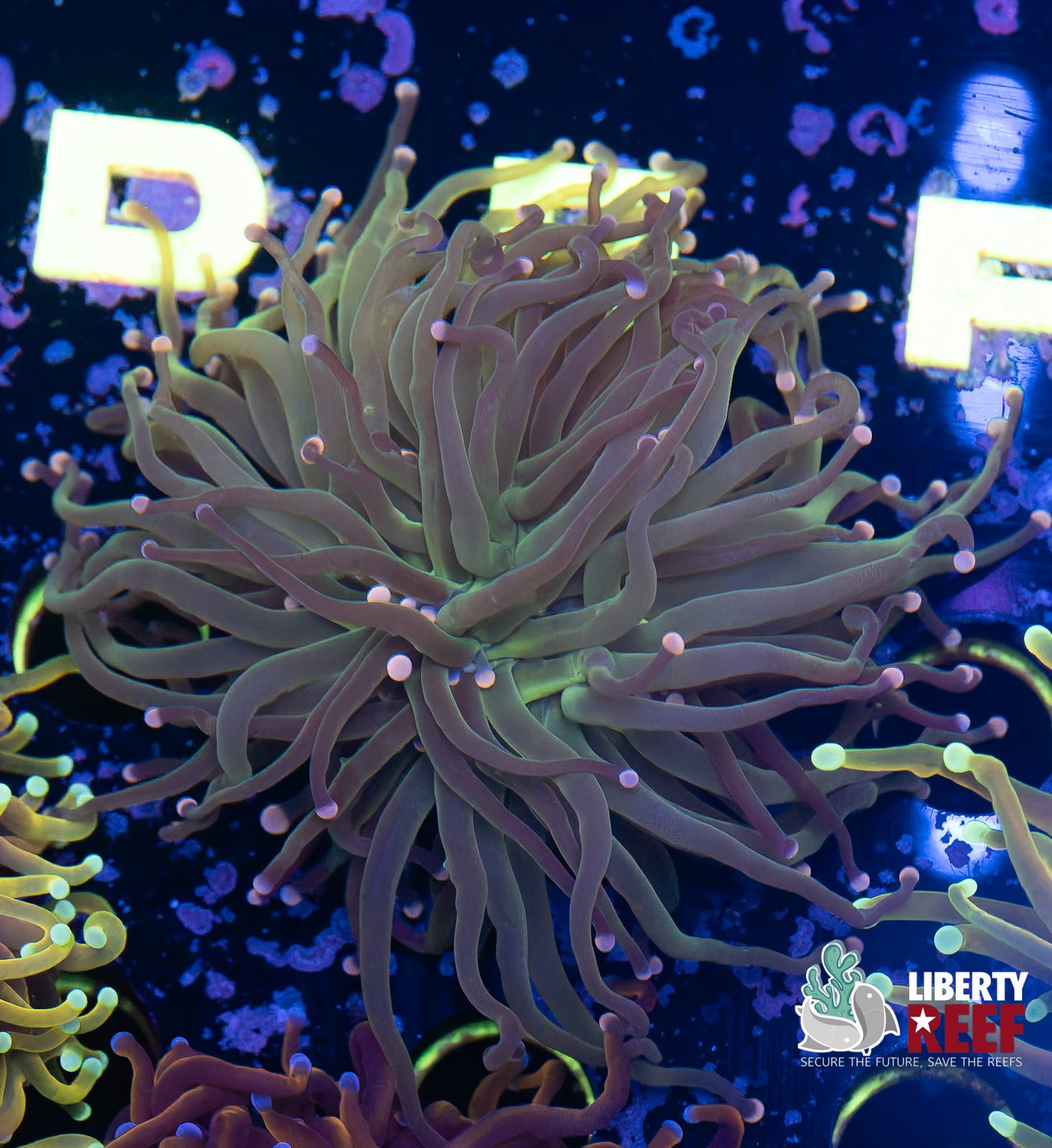 Pink Hurricane Torch