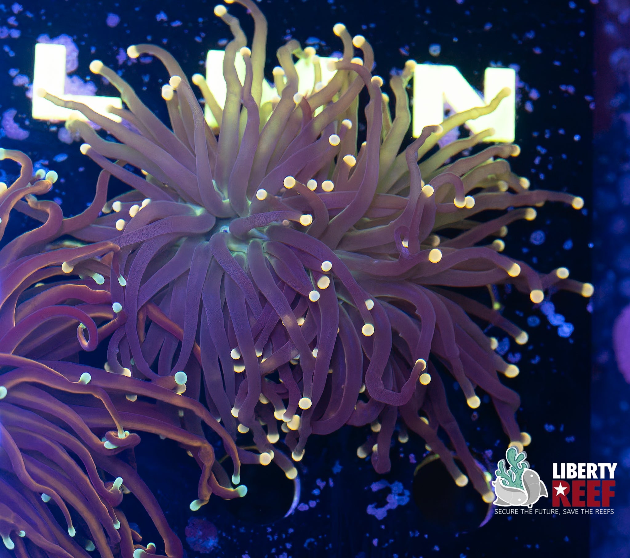 Double Miami Vice Torch