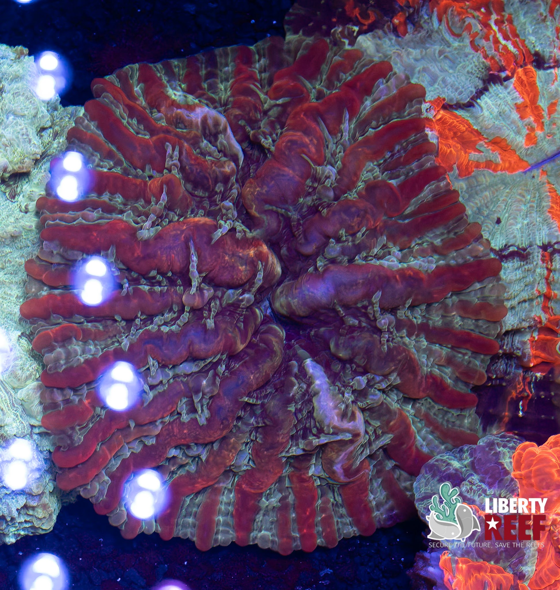 Rainbow Indophyllia (Large)