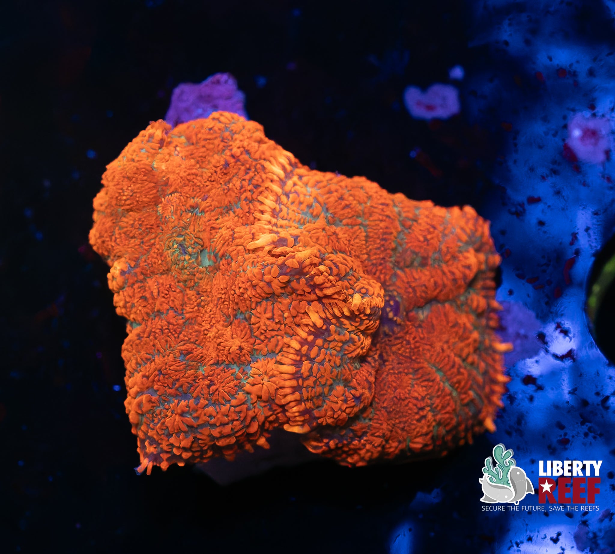 Double Forest Fire Rhodactis Mushroom