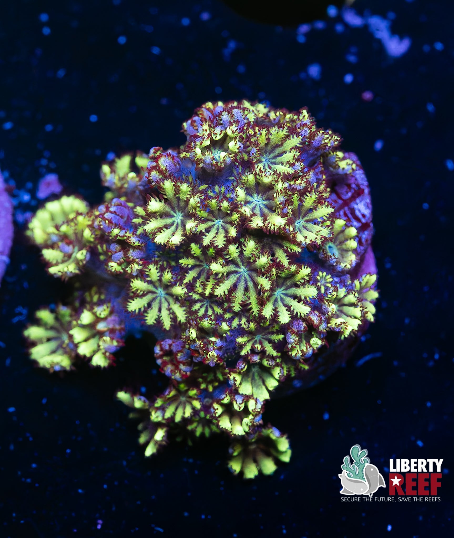 Green Sympodium