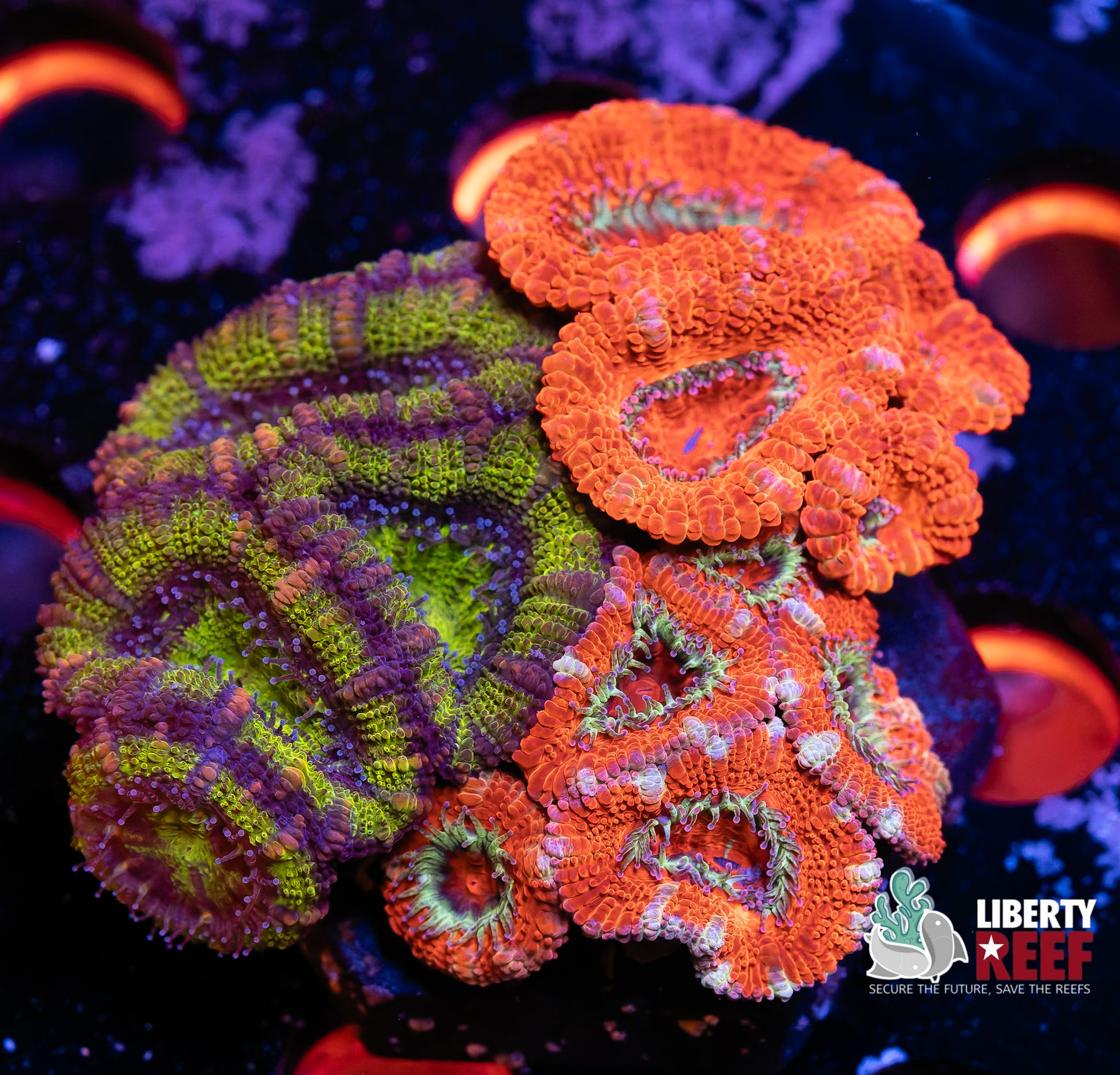 Ultra Acan Garden