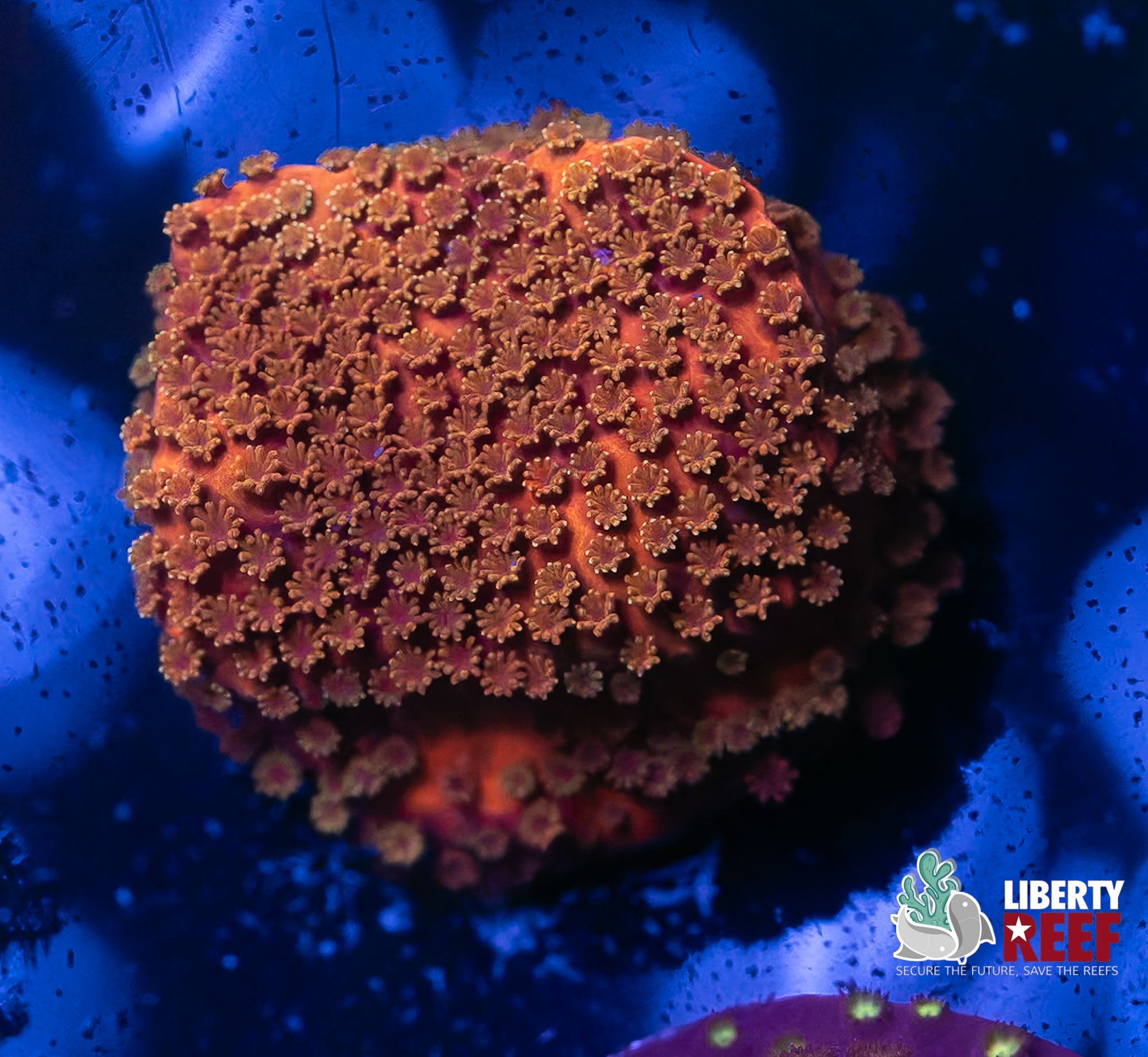 Crimson Crusader Cyphastrea