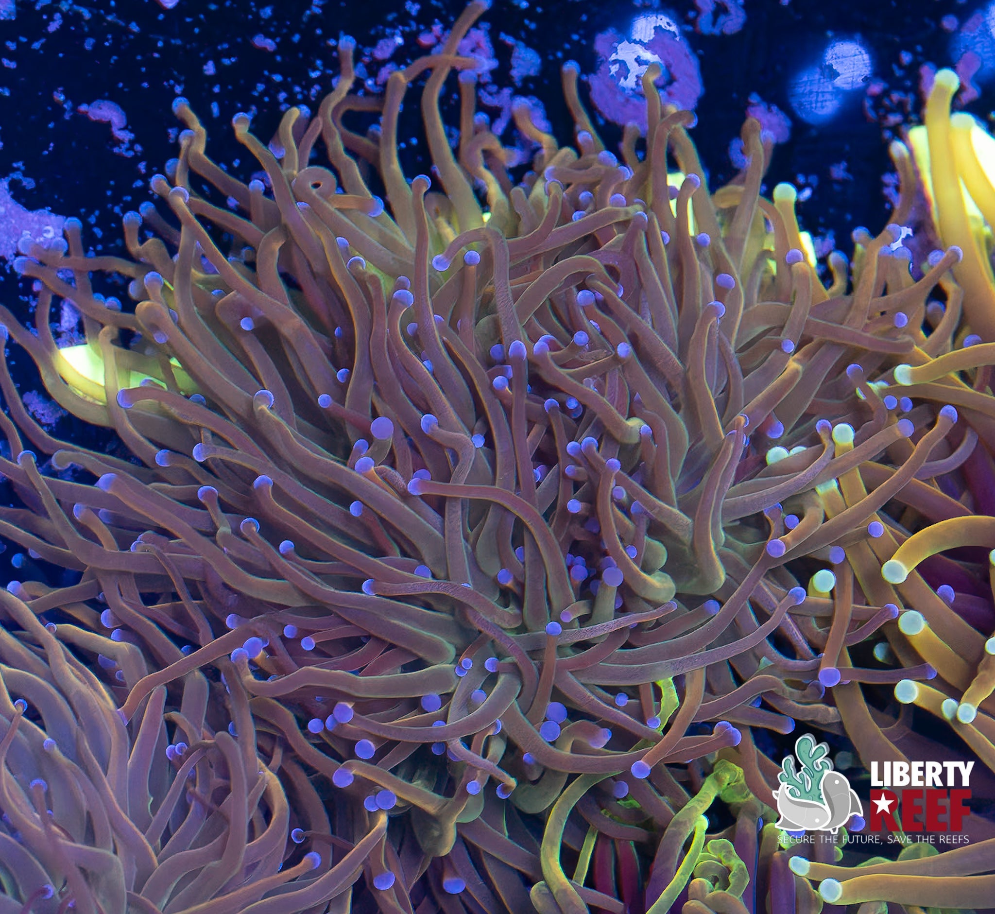 Triple Dragon Tamer Torch