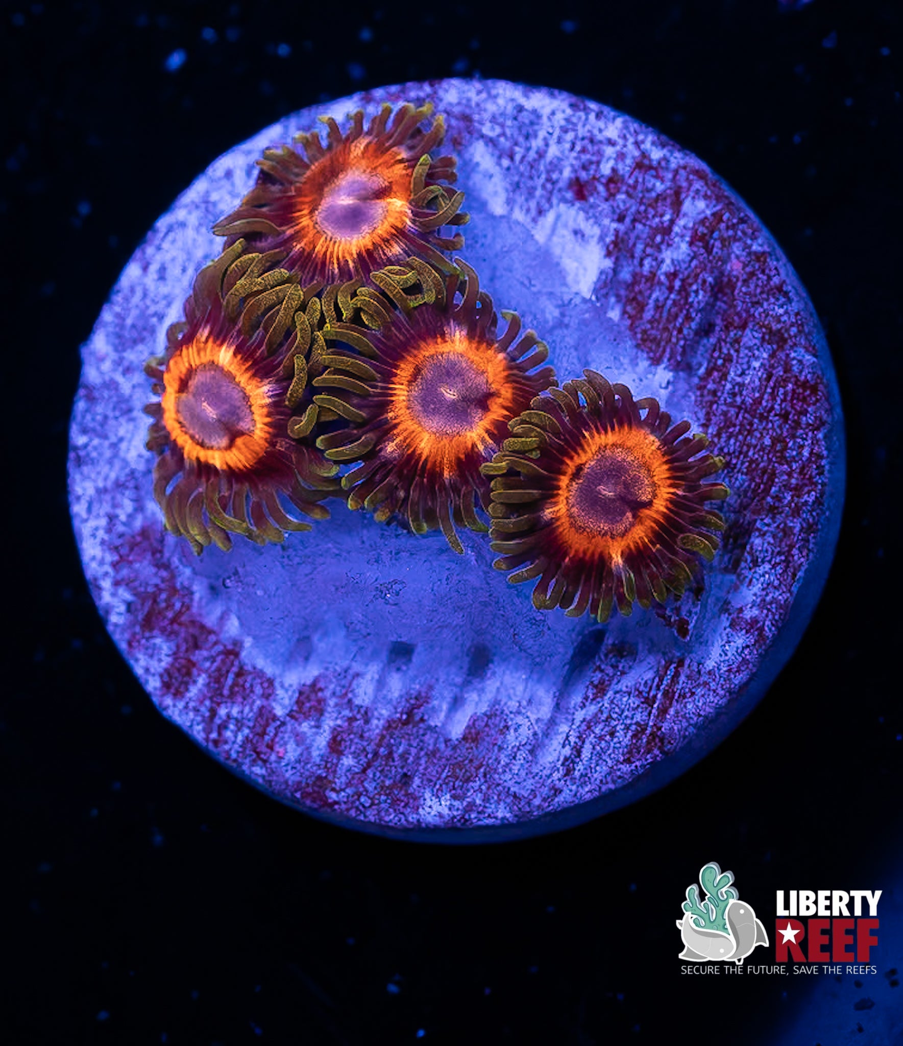 WHAMMIN Watermelon Zoas
