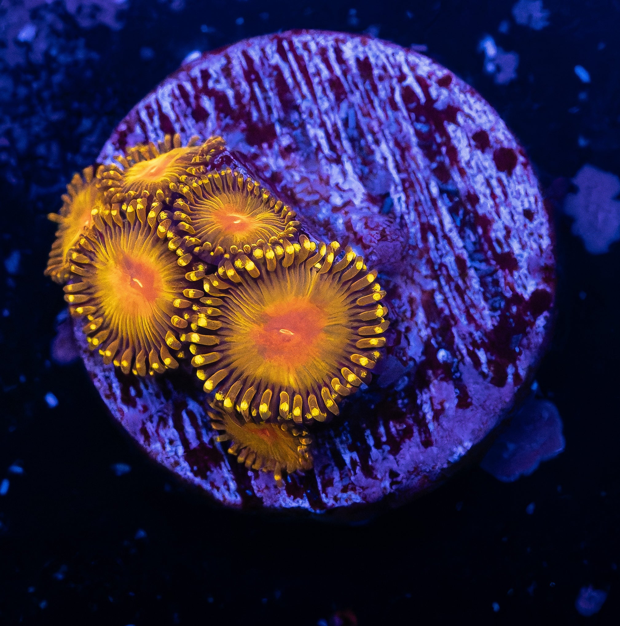 Golden Gods Zoas