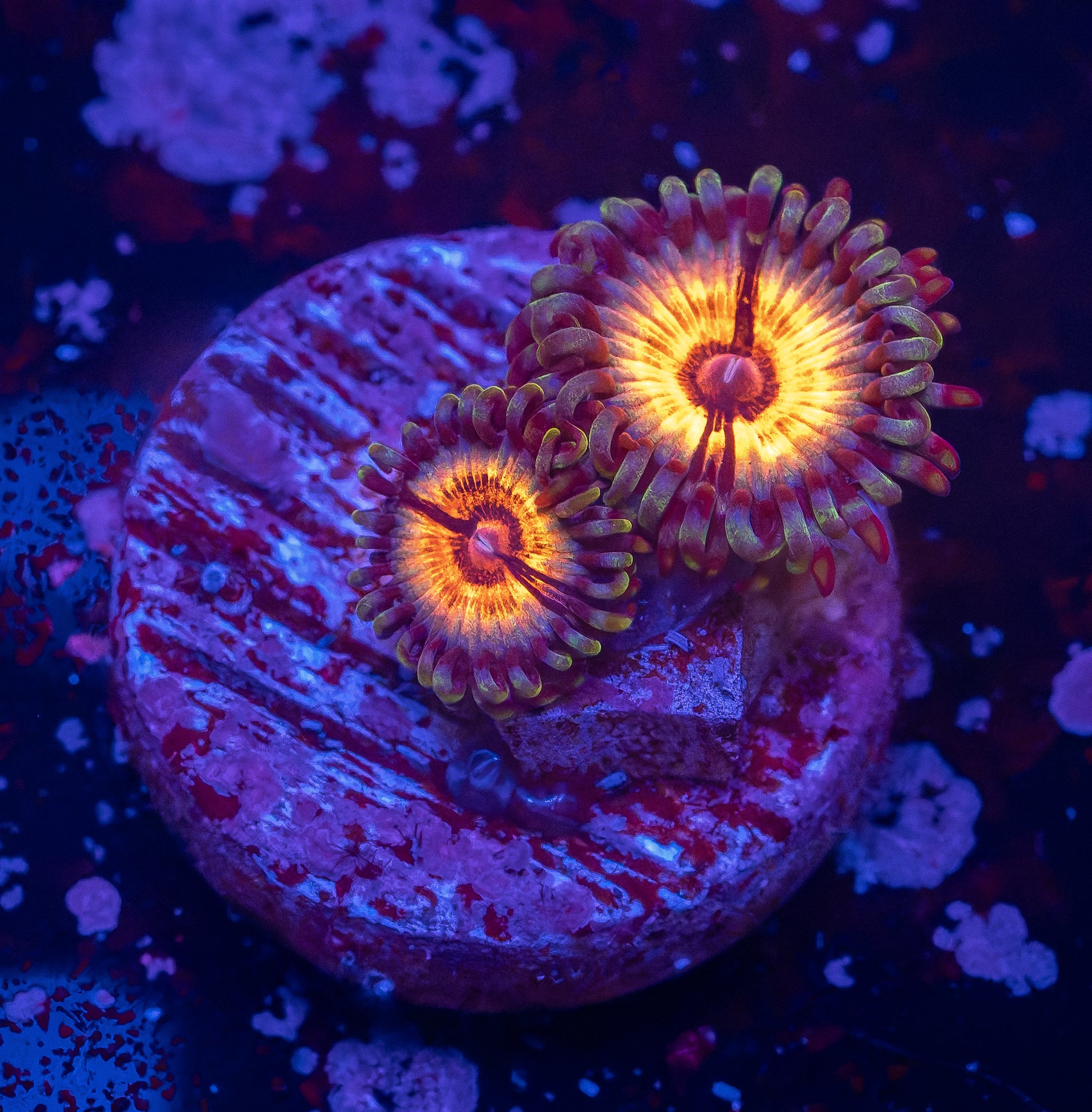 Sonic Flares Zoas