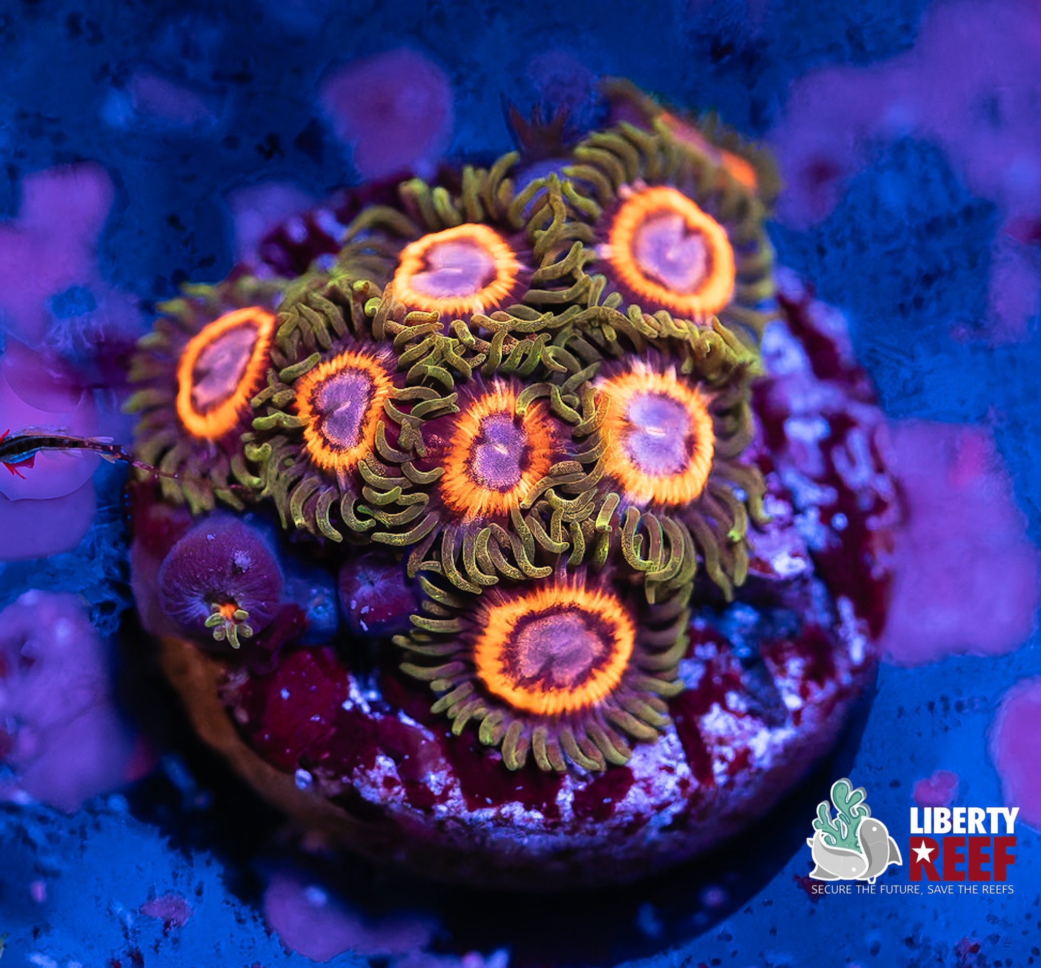 Whammin’ Watermelon Zoas