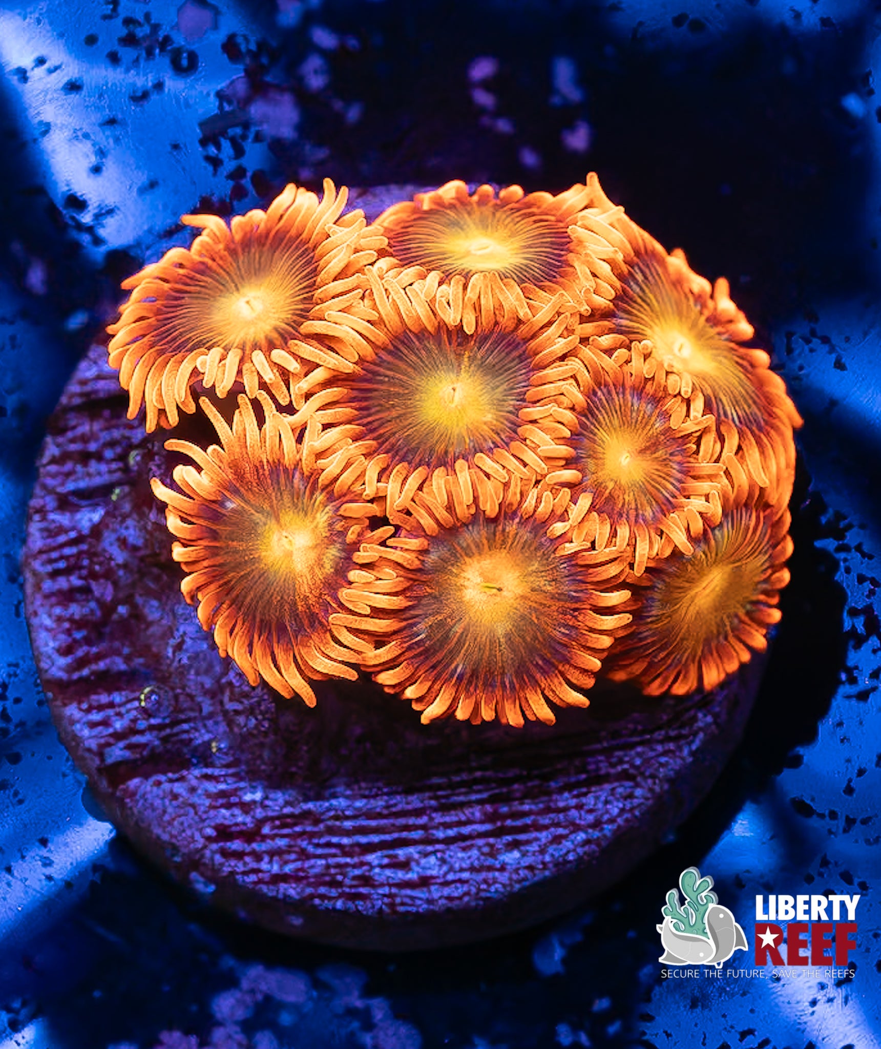 Insane Spitfire Zoas