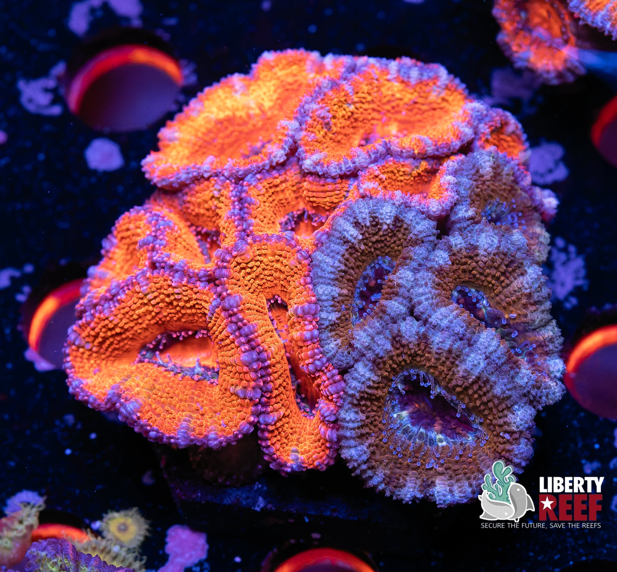 Ultra Acan Garden
