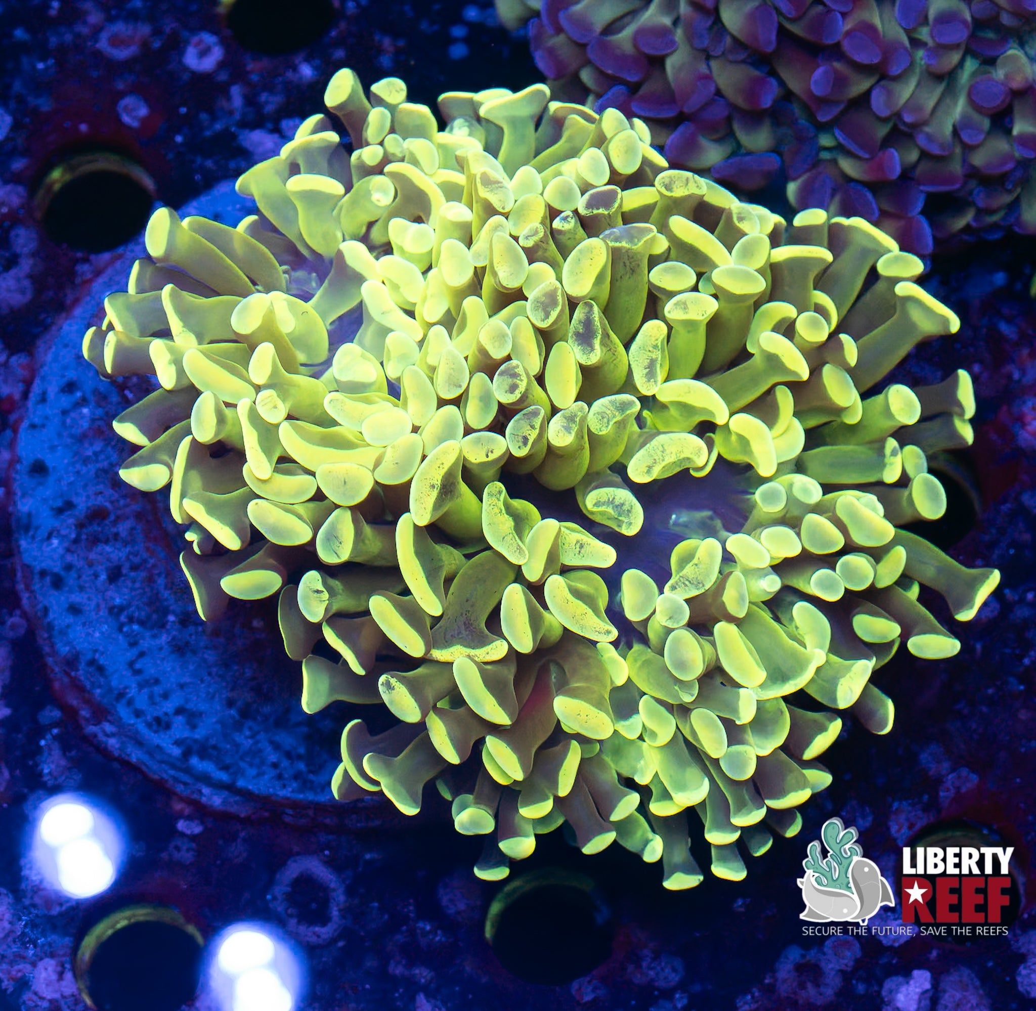 XL Fat Head Malaysian Splatter Wall Hammer