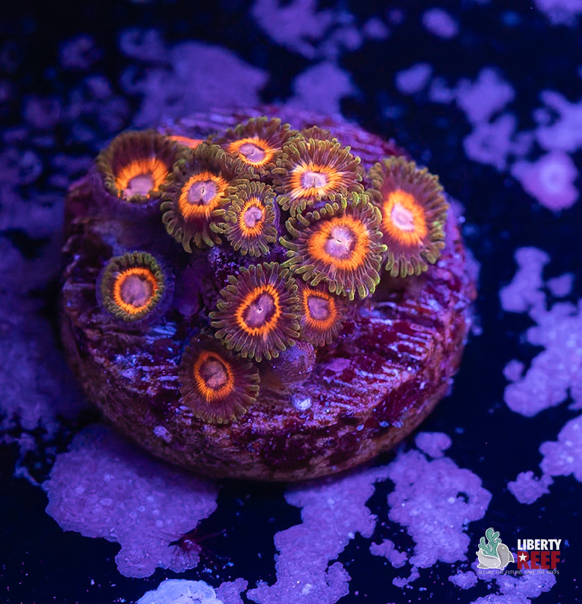 10/31 Online Auction