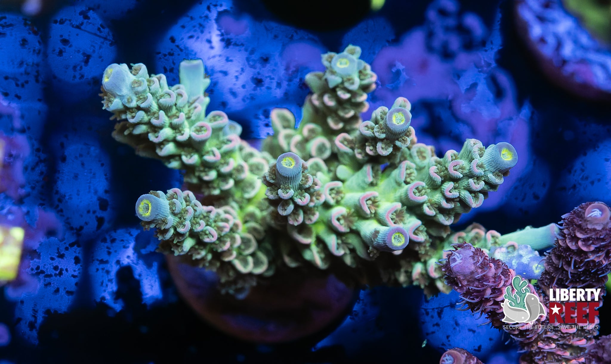Chunky Rainbow Tenuis Acro