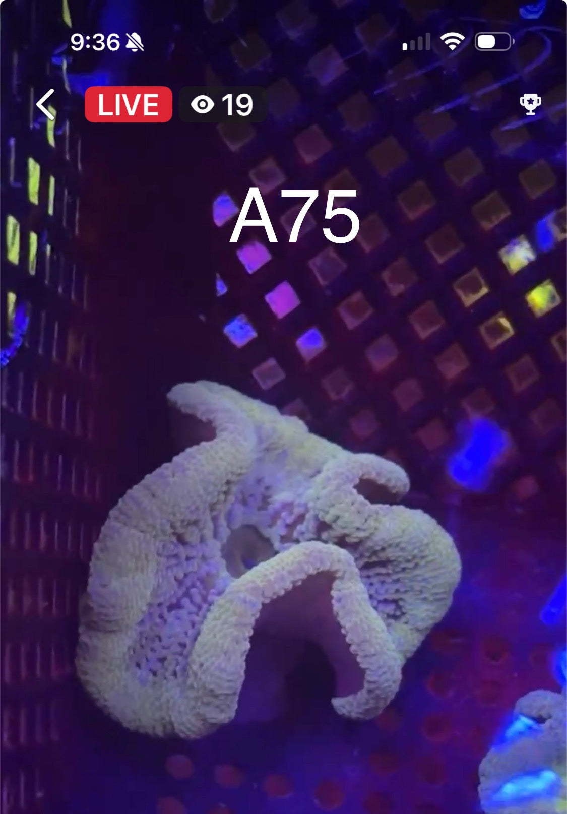 Facebook Live Auctioning
