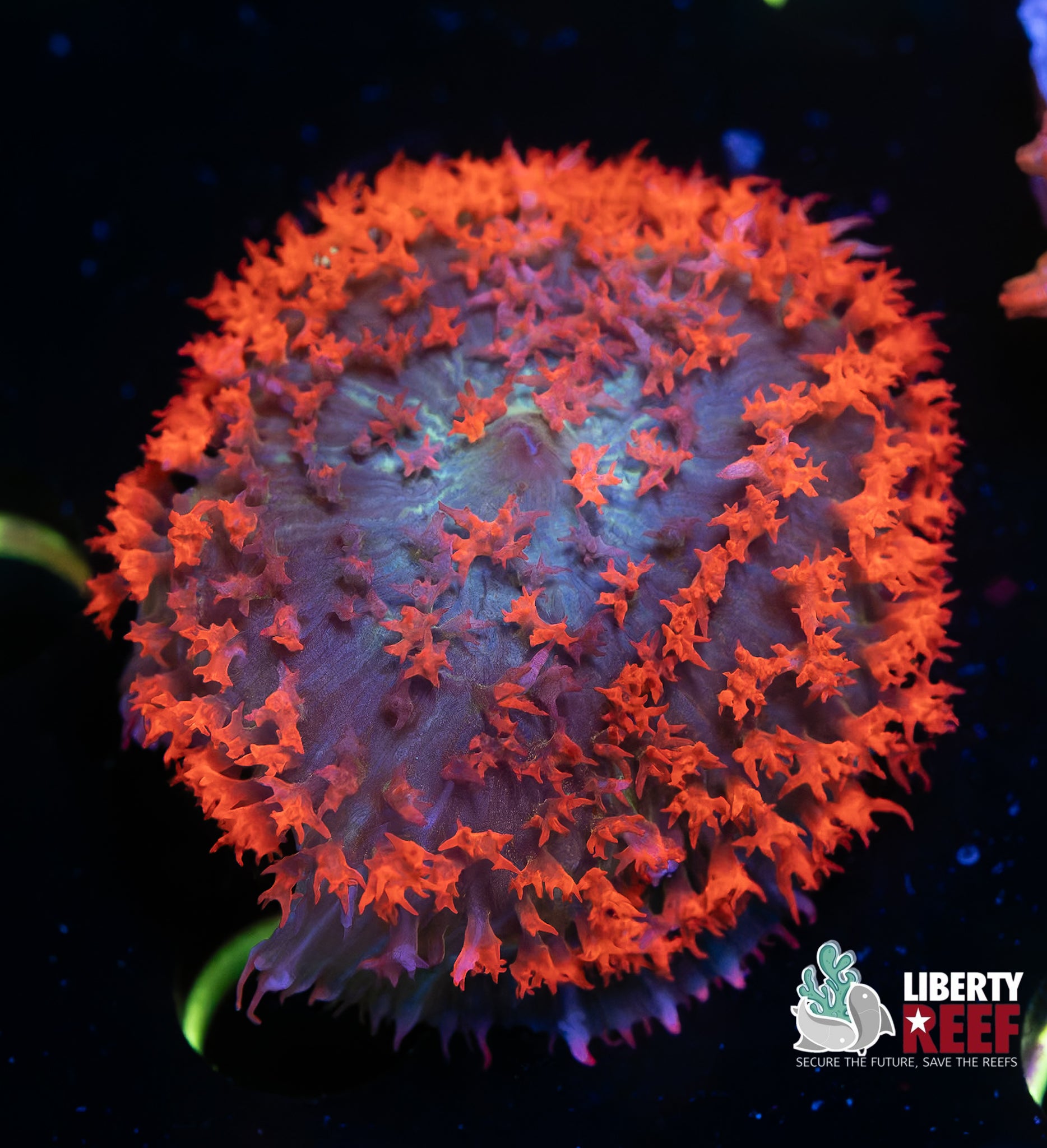 Ultra Ruby Red St. Thomas Mushroom