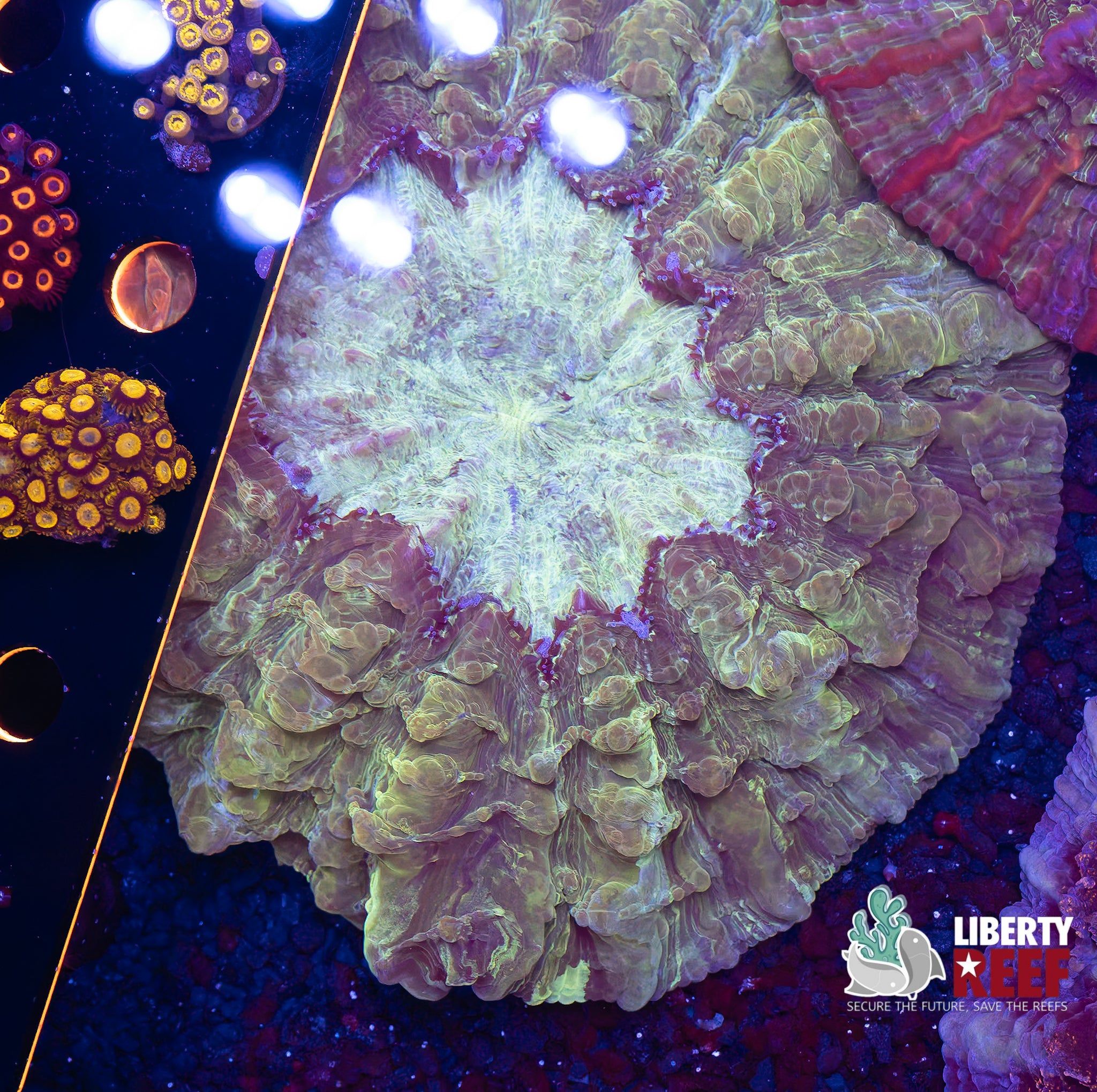 Green Ice Acantho (Large)