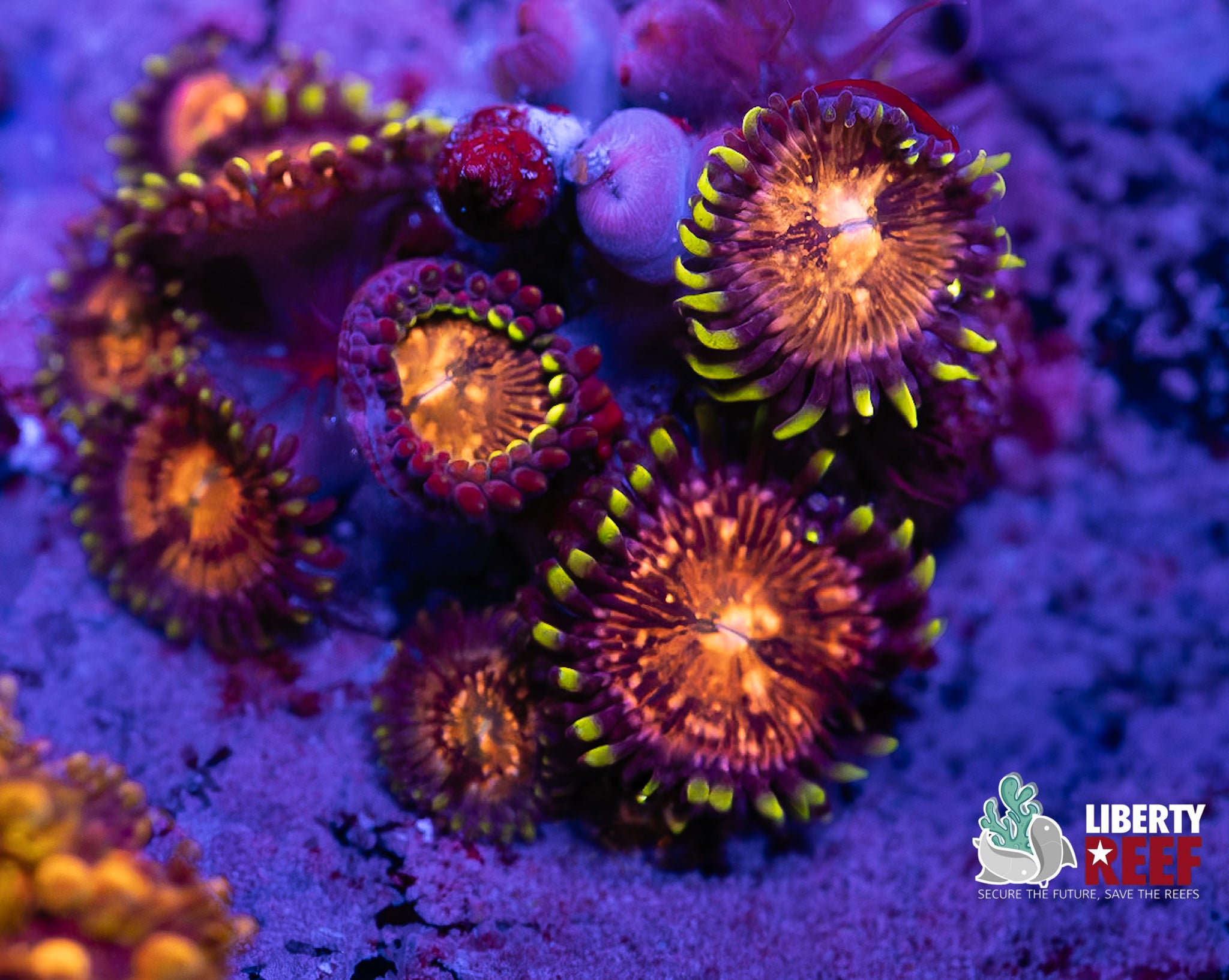Nirvana Zoas