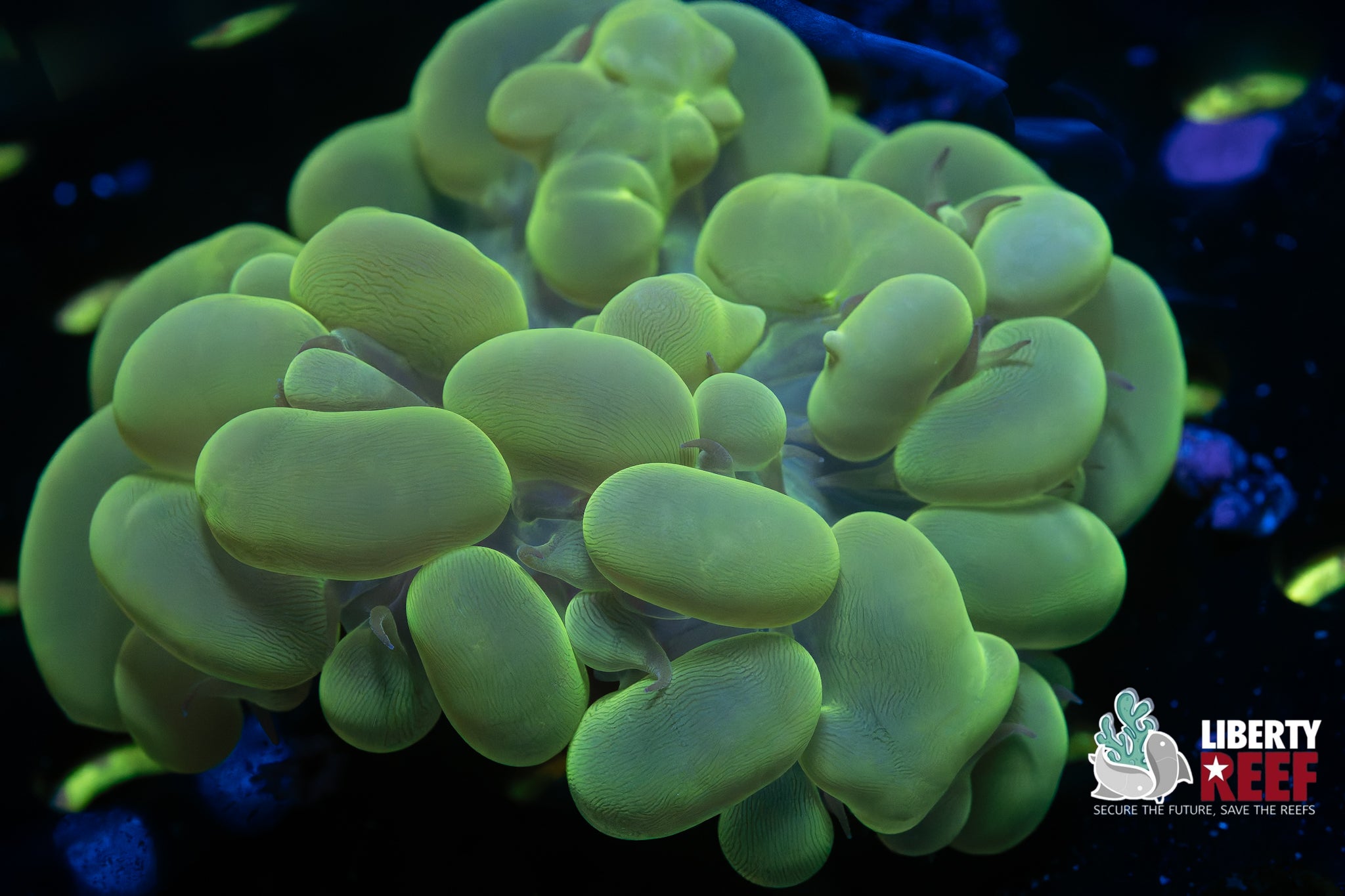 Large Neon Bubble Coral