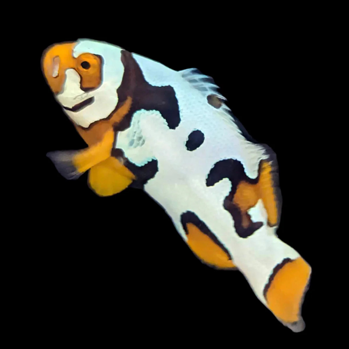 Biota Premier Black Helmet Picasso Clownfish (Large)