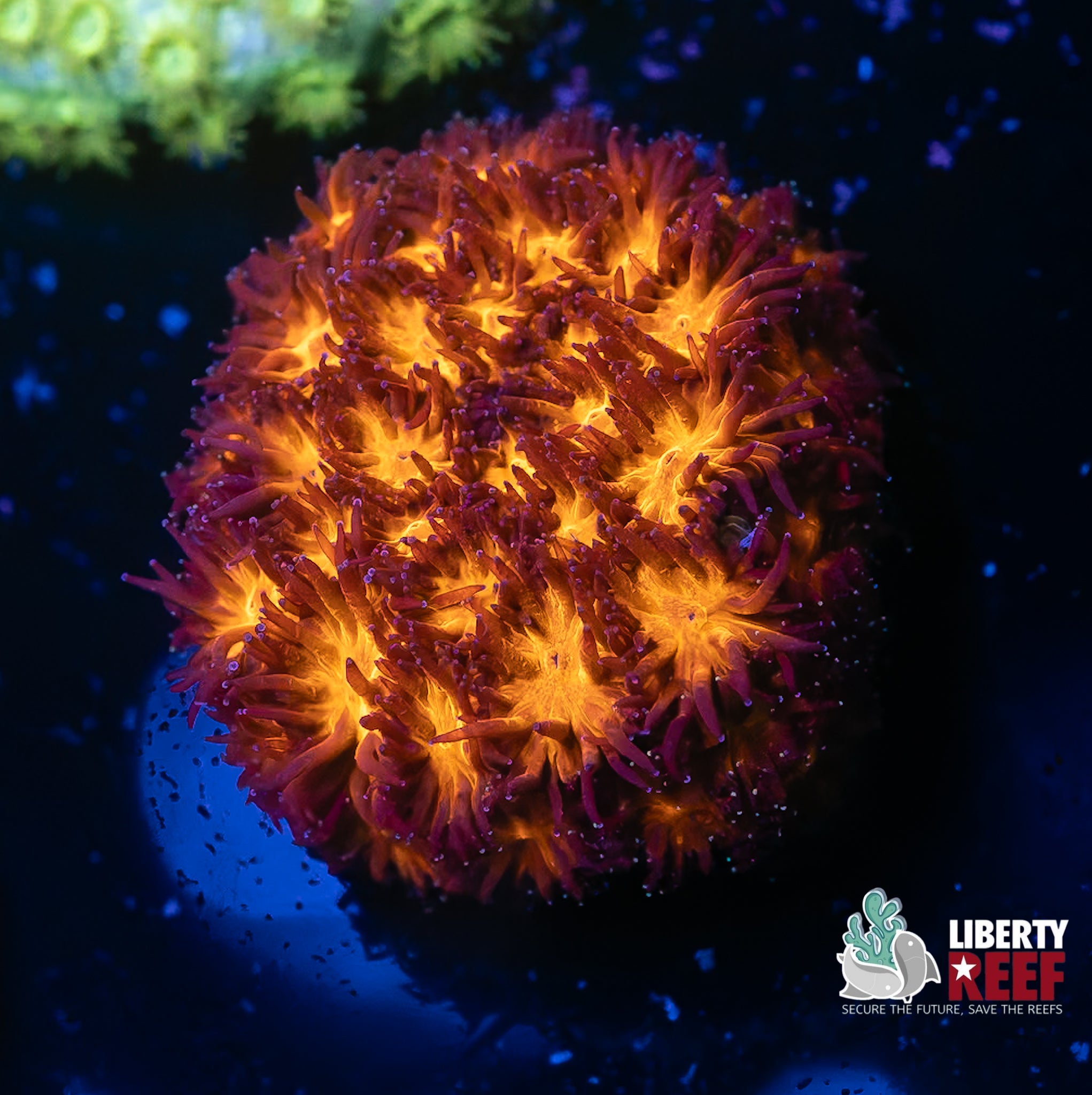 Fireball Leptastrea