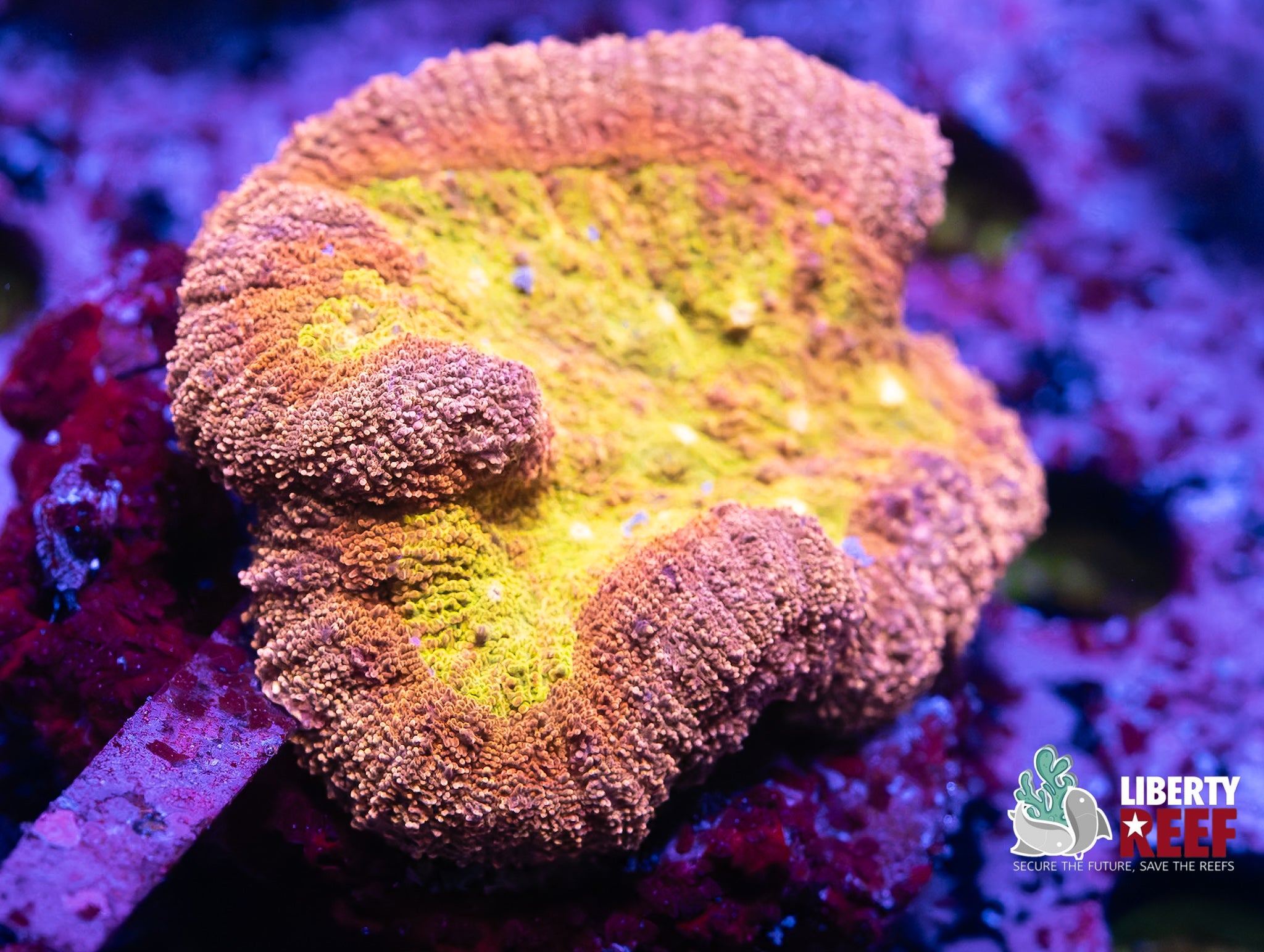 Online Auction 9/12